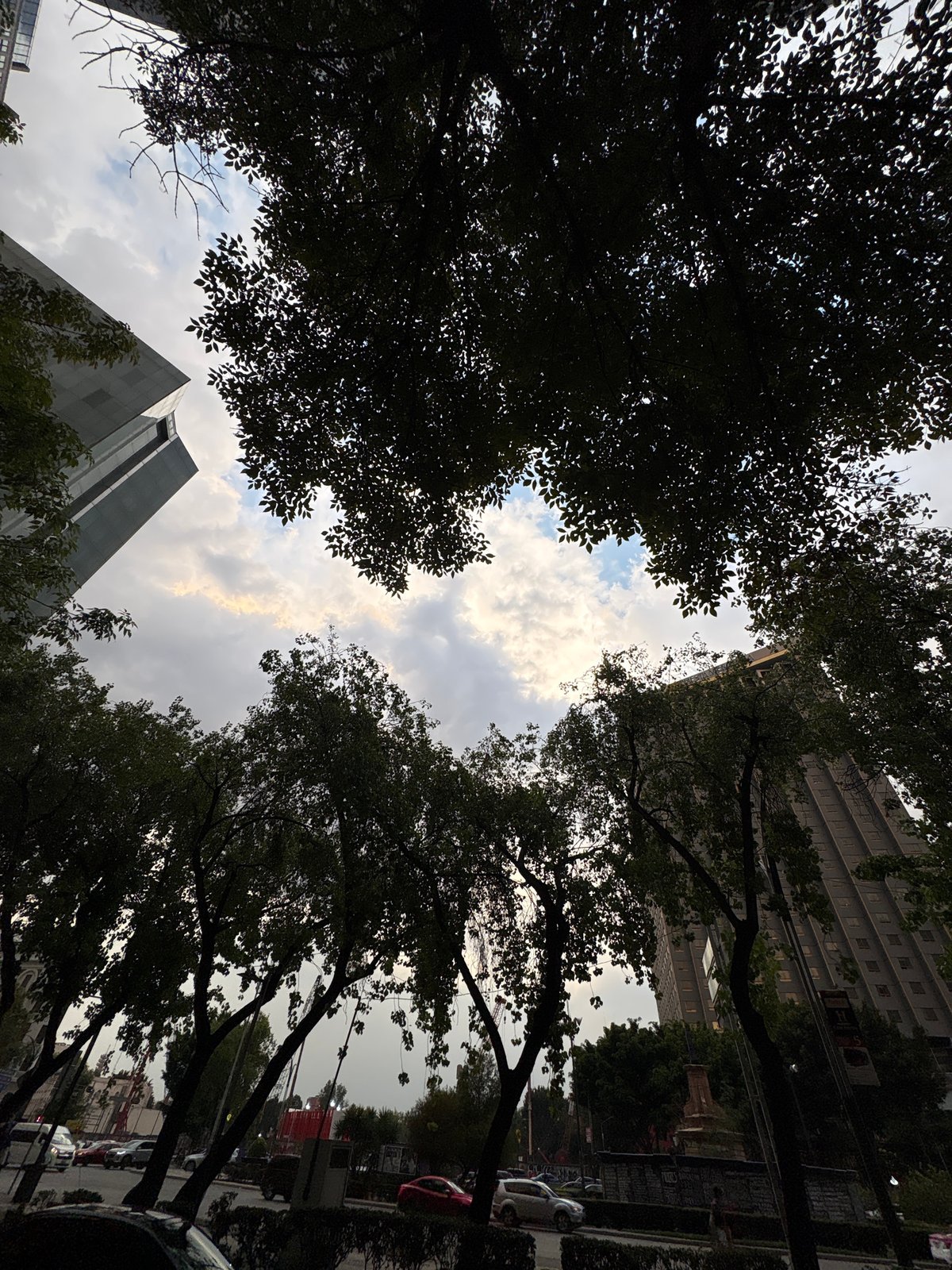 Night sky viewed through Mexico City tree canopy