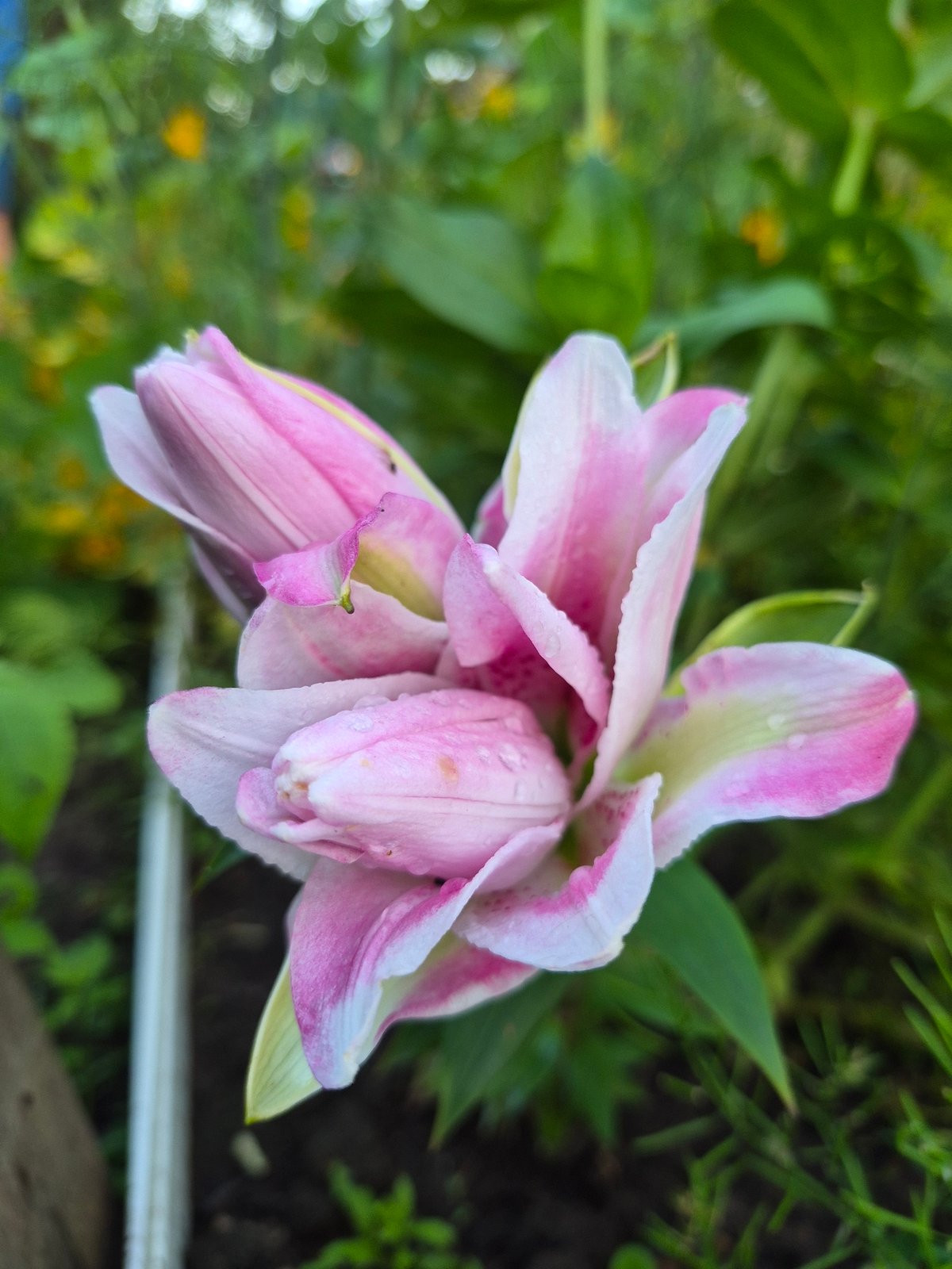 Summer garden flowers in full bloom, Chaikovsky at dusk