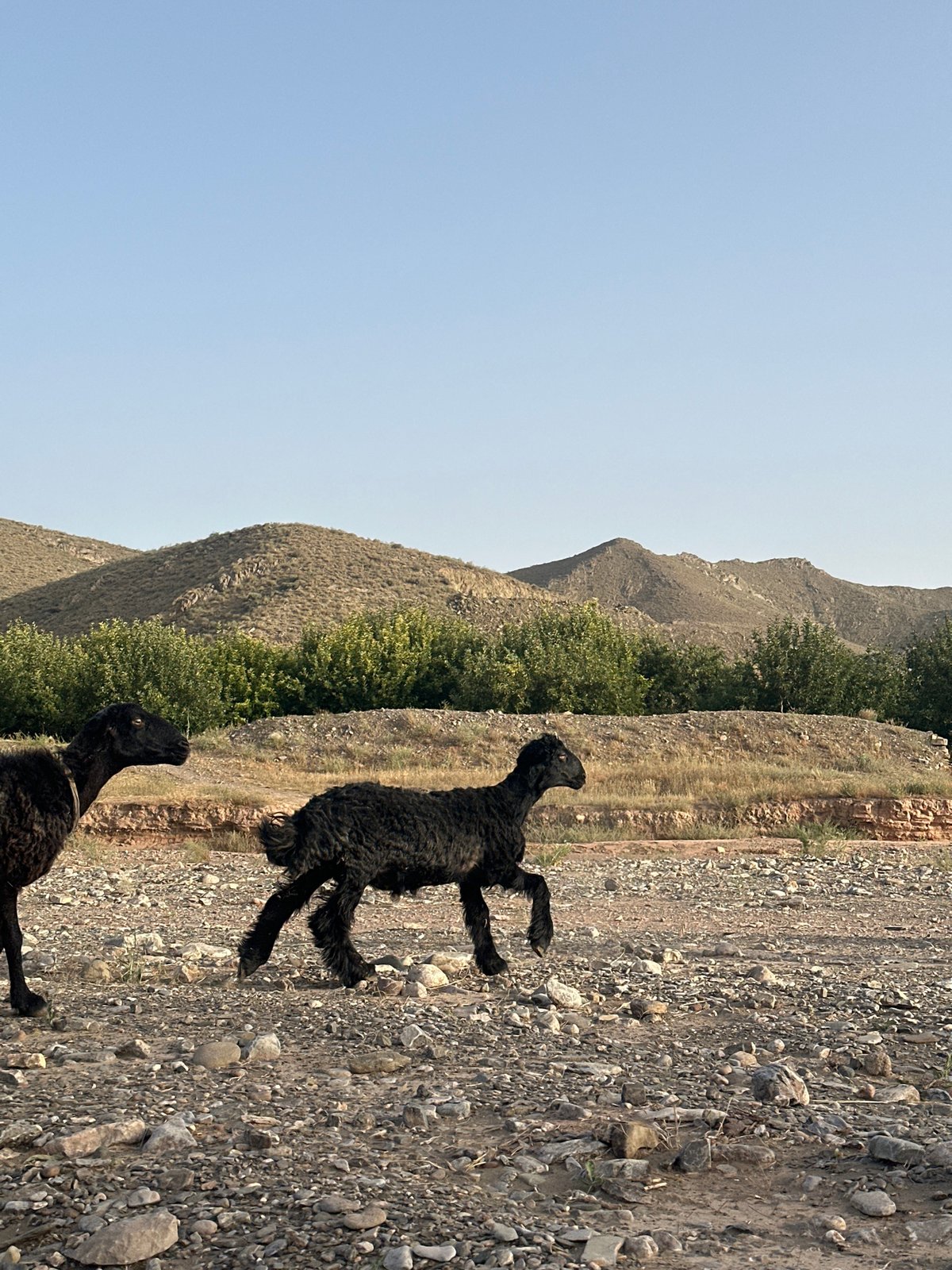 Rural life documented in Khanozai, Pakistan agricultural community