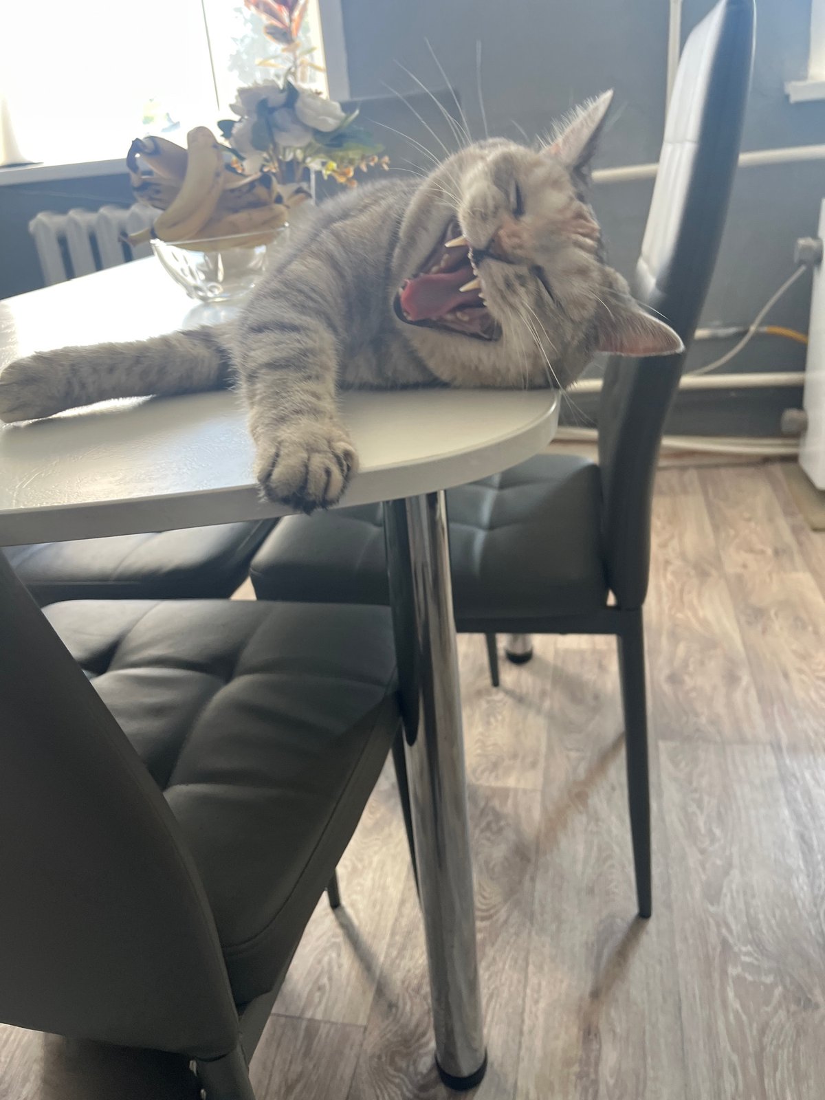 Cats, pigeons, and a kitchen pot on a slow morning
