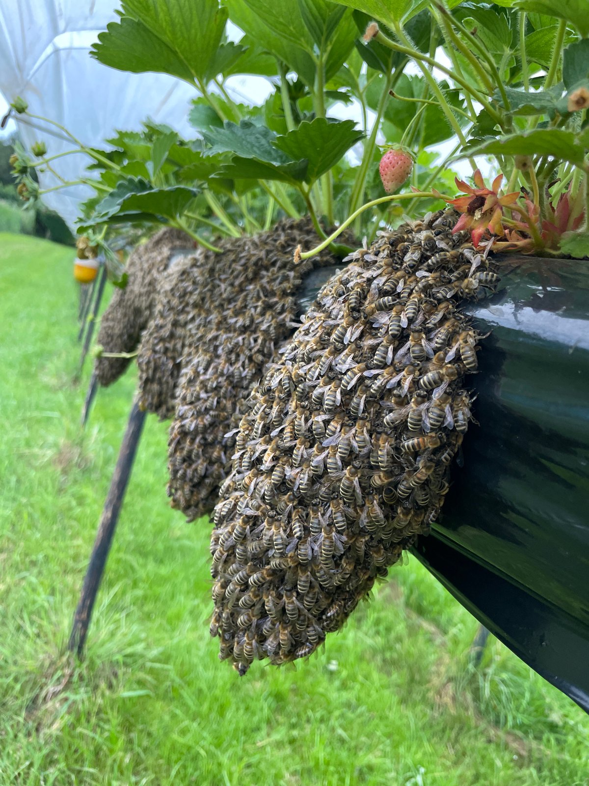 Bee swarm takes over strawberry field operation