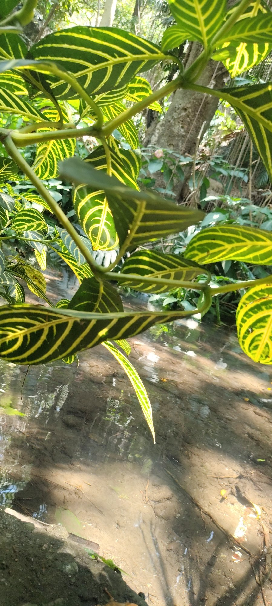 Garden flora documented in Cuernavaca including zebra plants, daisies