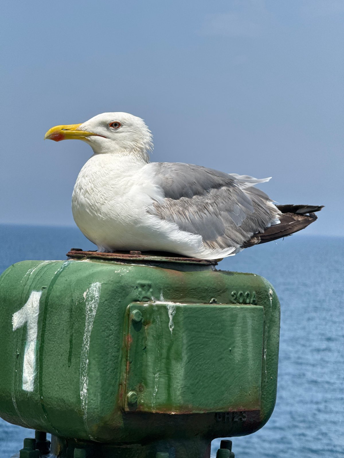 Seagull and cargo operations at an Algerian port