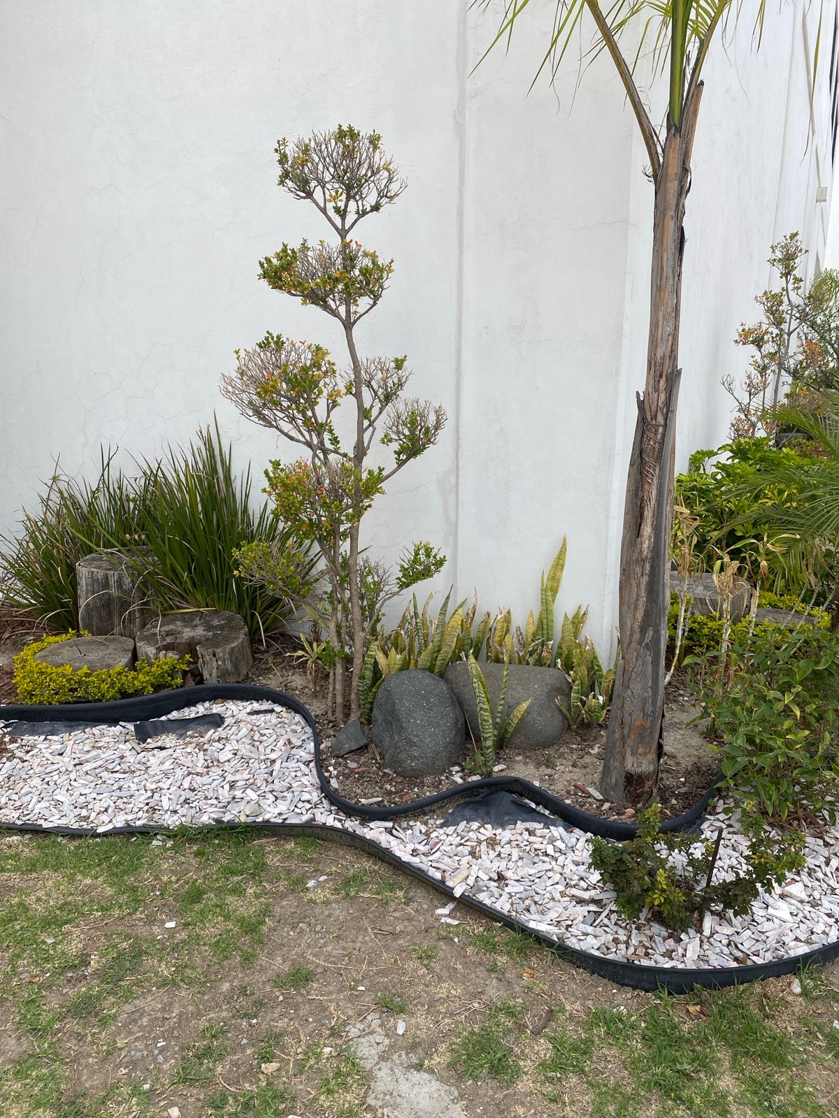 Garden bed and palm tree documented in outdoor scenes