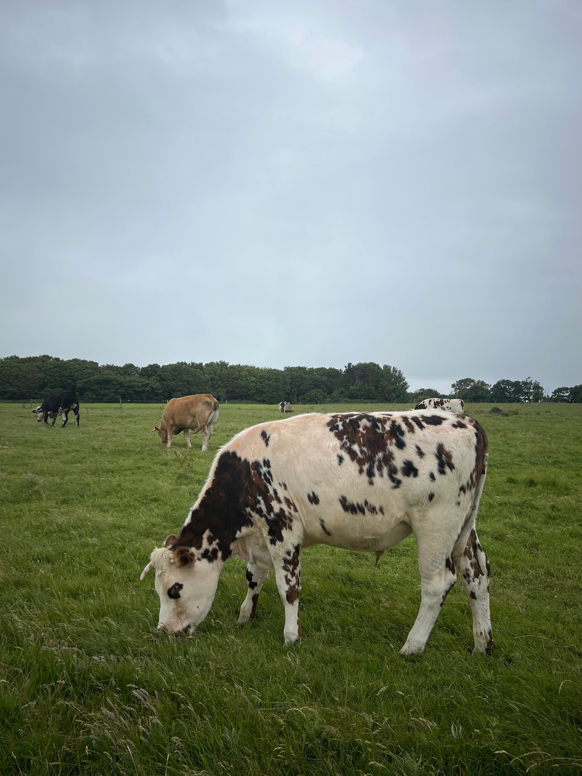 Mixed cattle herd grazes in Étretat countryside fields