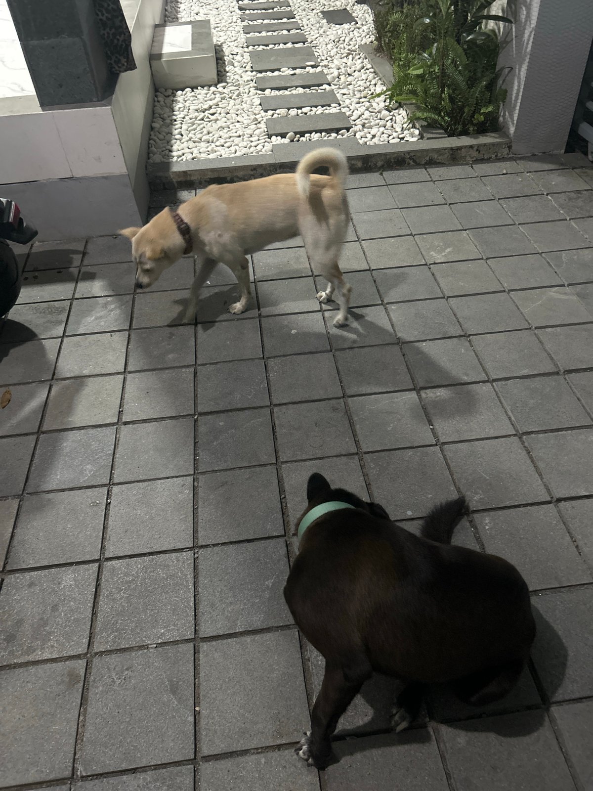Two dogs roaming a Sukawati home's patio at night