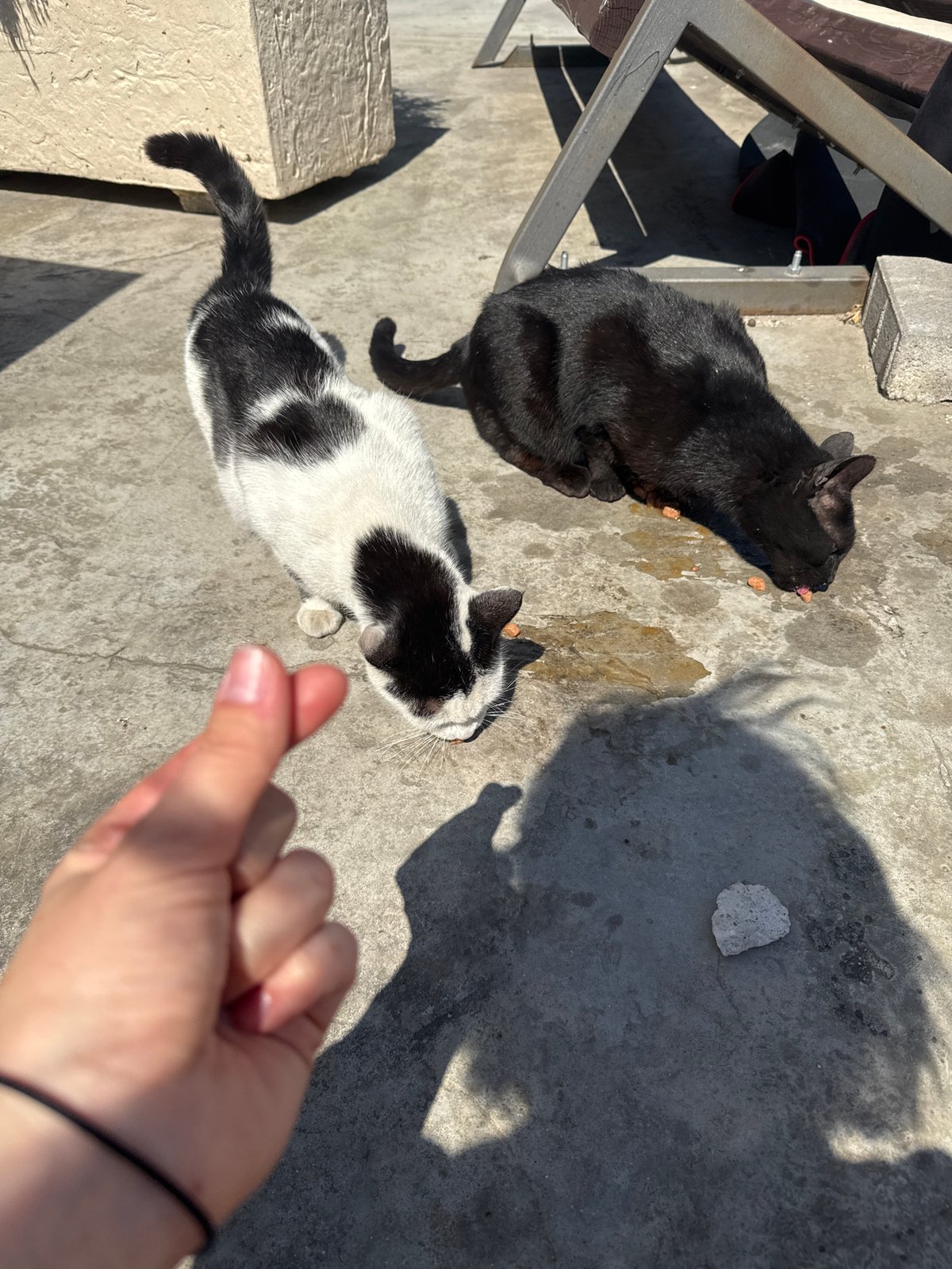 Woman feeds stray cats during spring morning in Montenegro