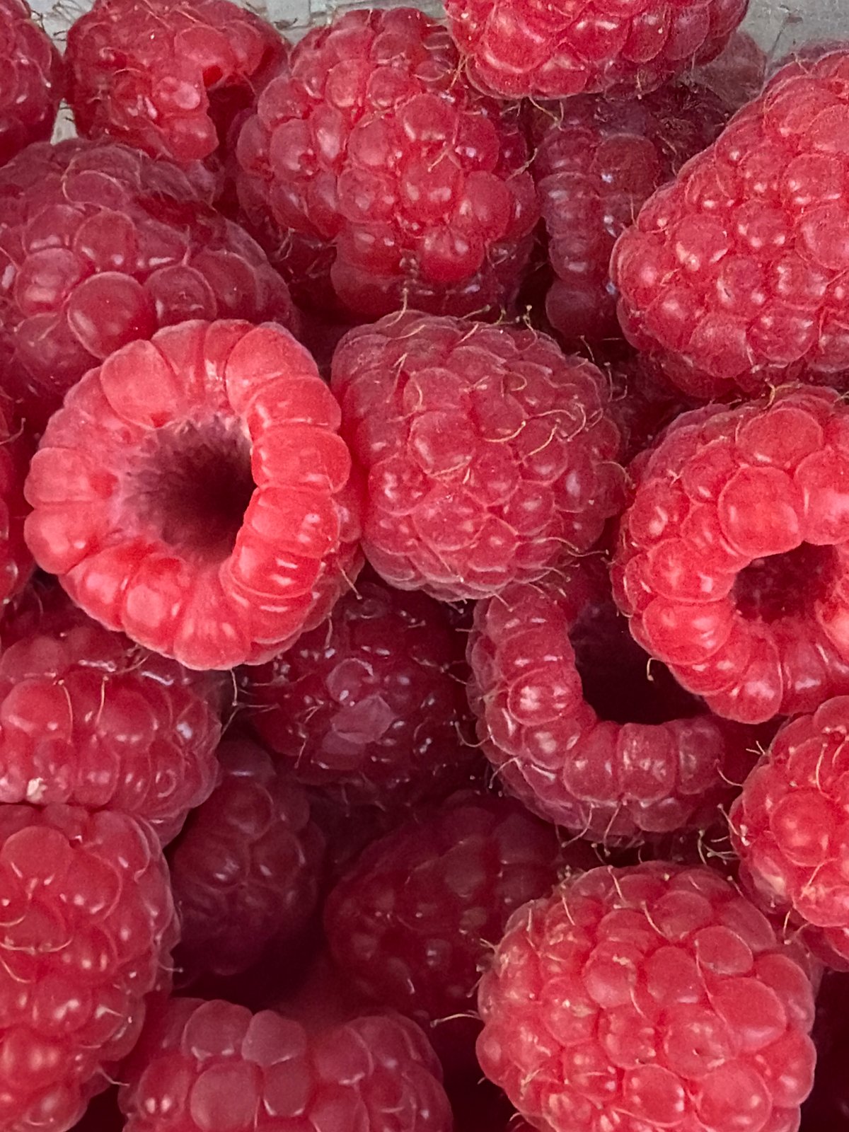 Red raspberries documented in close-up view in Burnaby