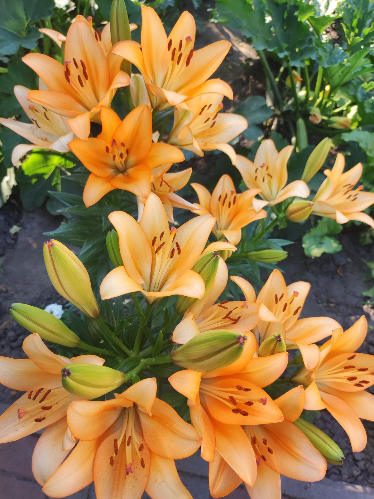 Orange, yellow, and white lilies alongside climbing roses in bloom