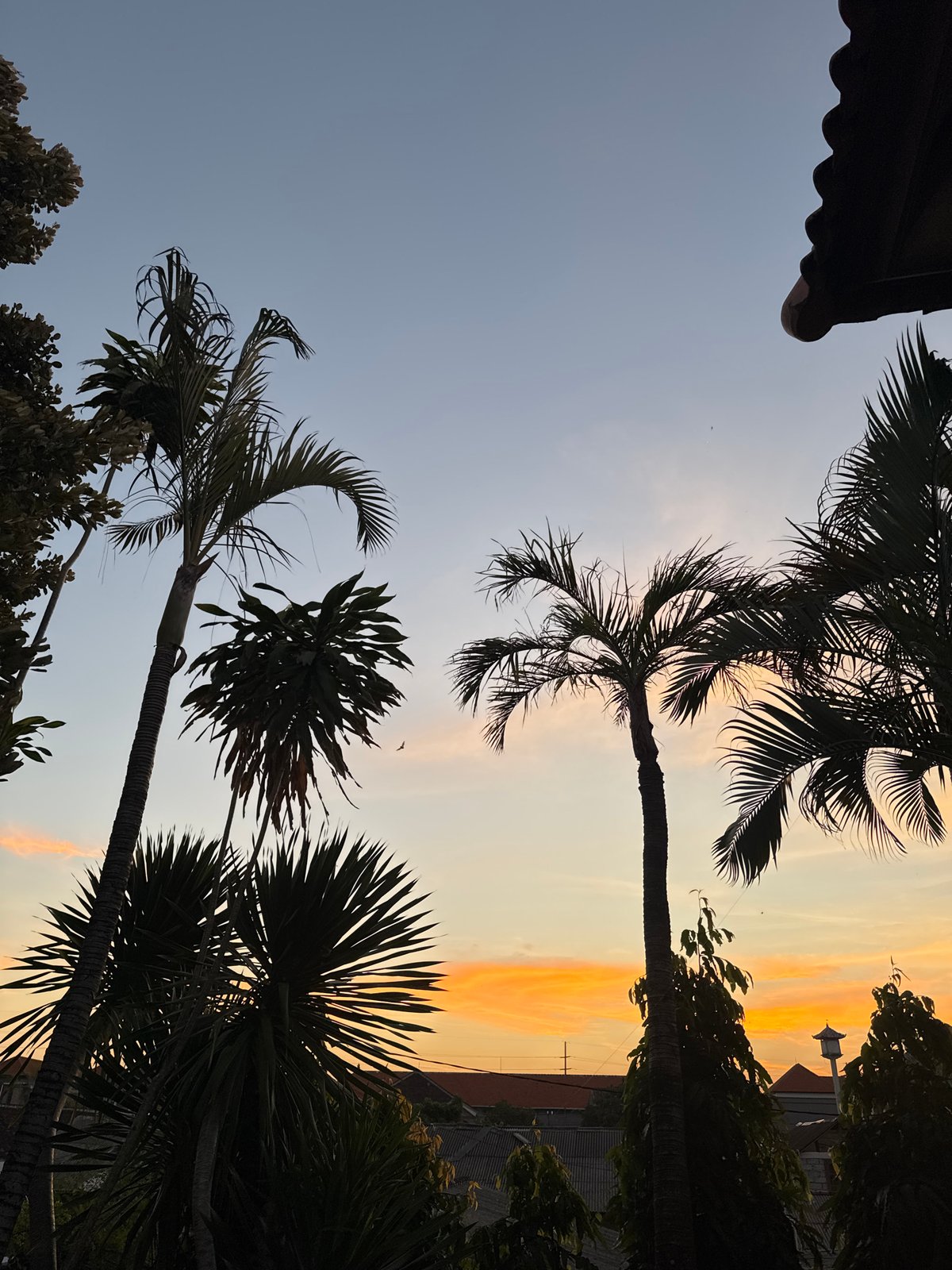 Sunset over Denpasar rooftops, framed by tropical palms