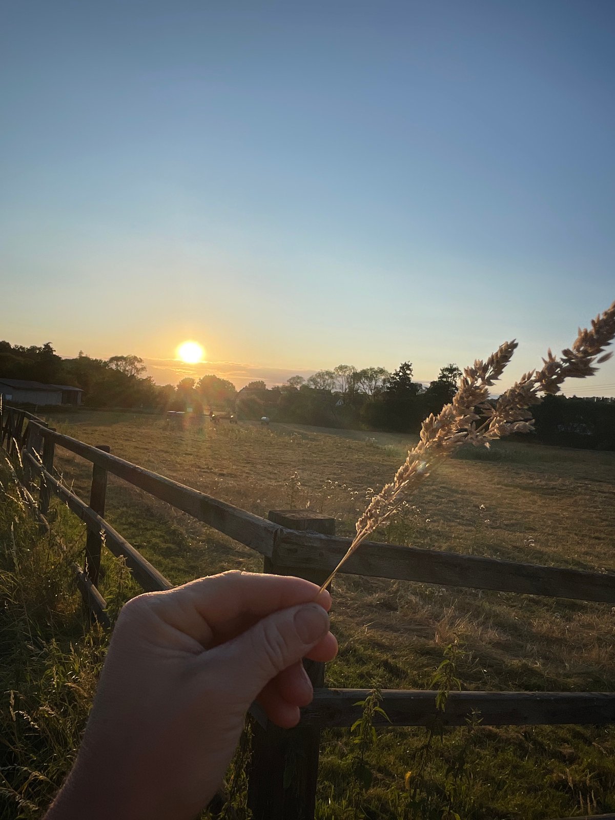 Golden hour over rural Neukirchen — wheat fields and power lines