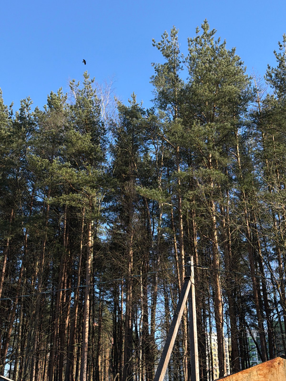 Resident documents neighborhood scenes in Russian villages