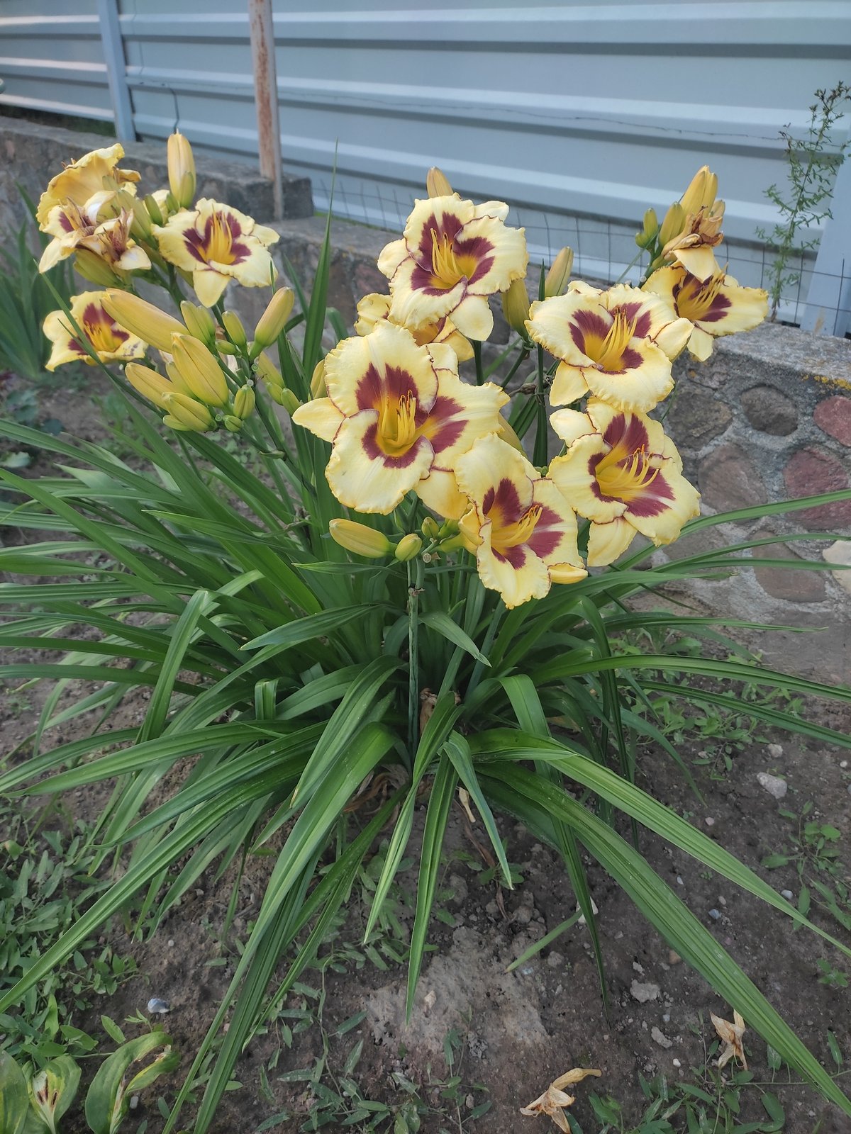 Summer garden blooms in full color, Hrodna, Belarus