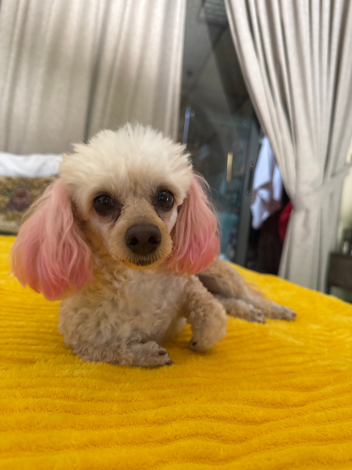 Indoor bonding session with pink-eared poodle in Mũi Né