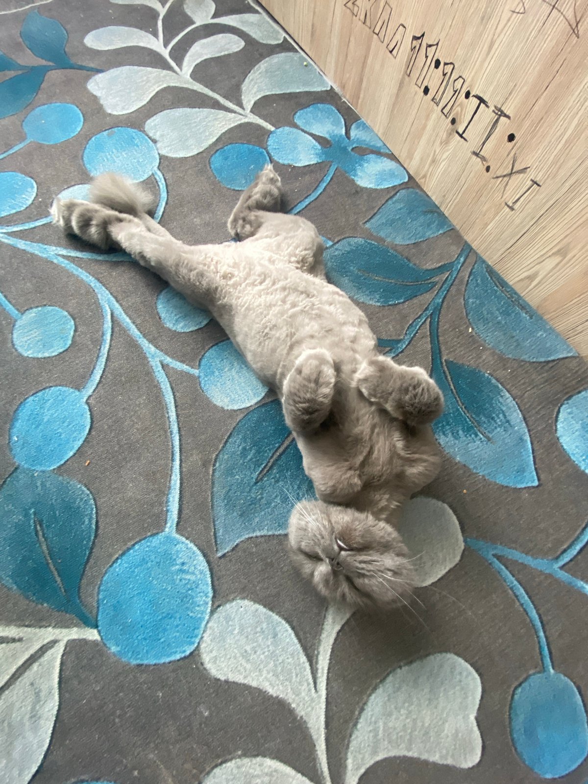 Cats caught napping in various cozy indoor spots