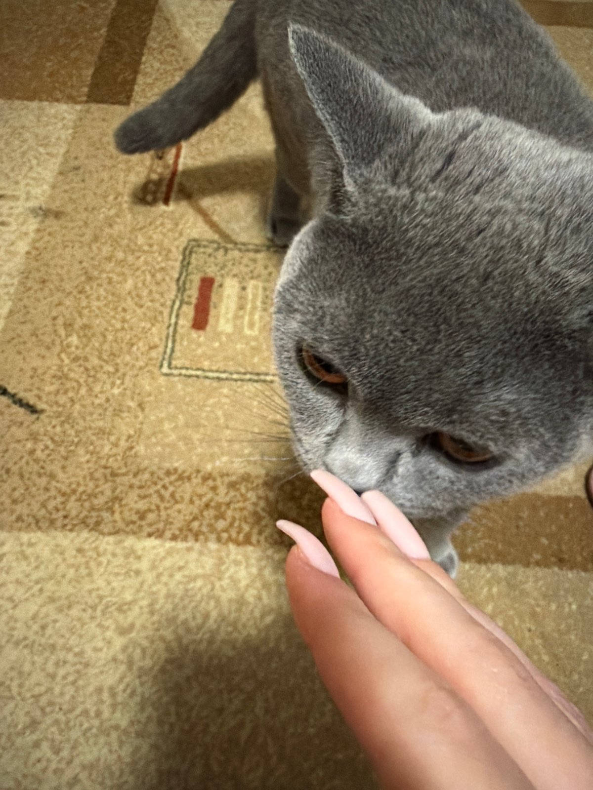 Grey cat observed indoors in Dimitrovgrad, Bulgaria