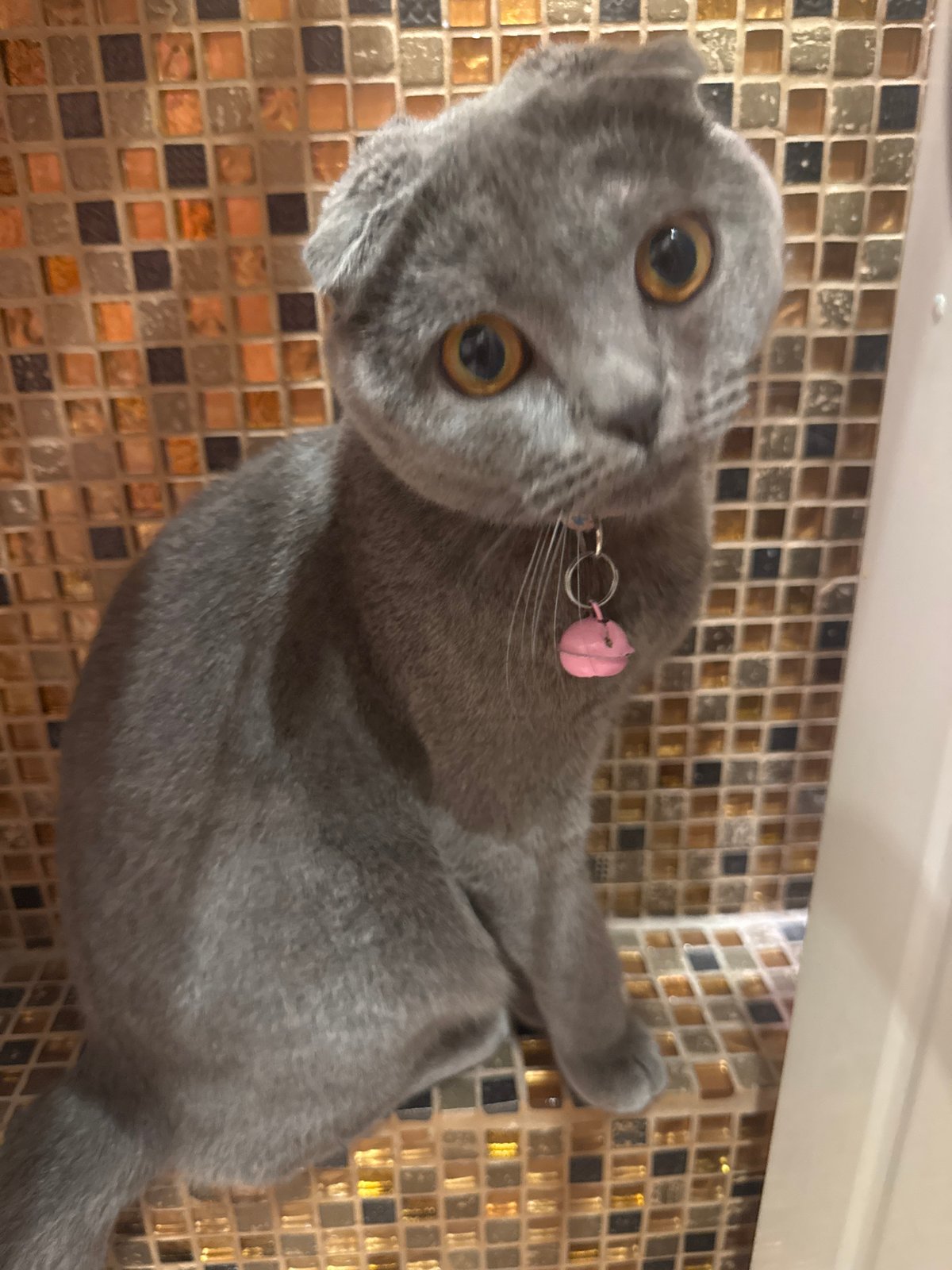 Two Scottish Fold cats and a mirror selfie in a Mykolaiv bathroom.