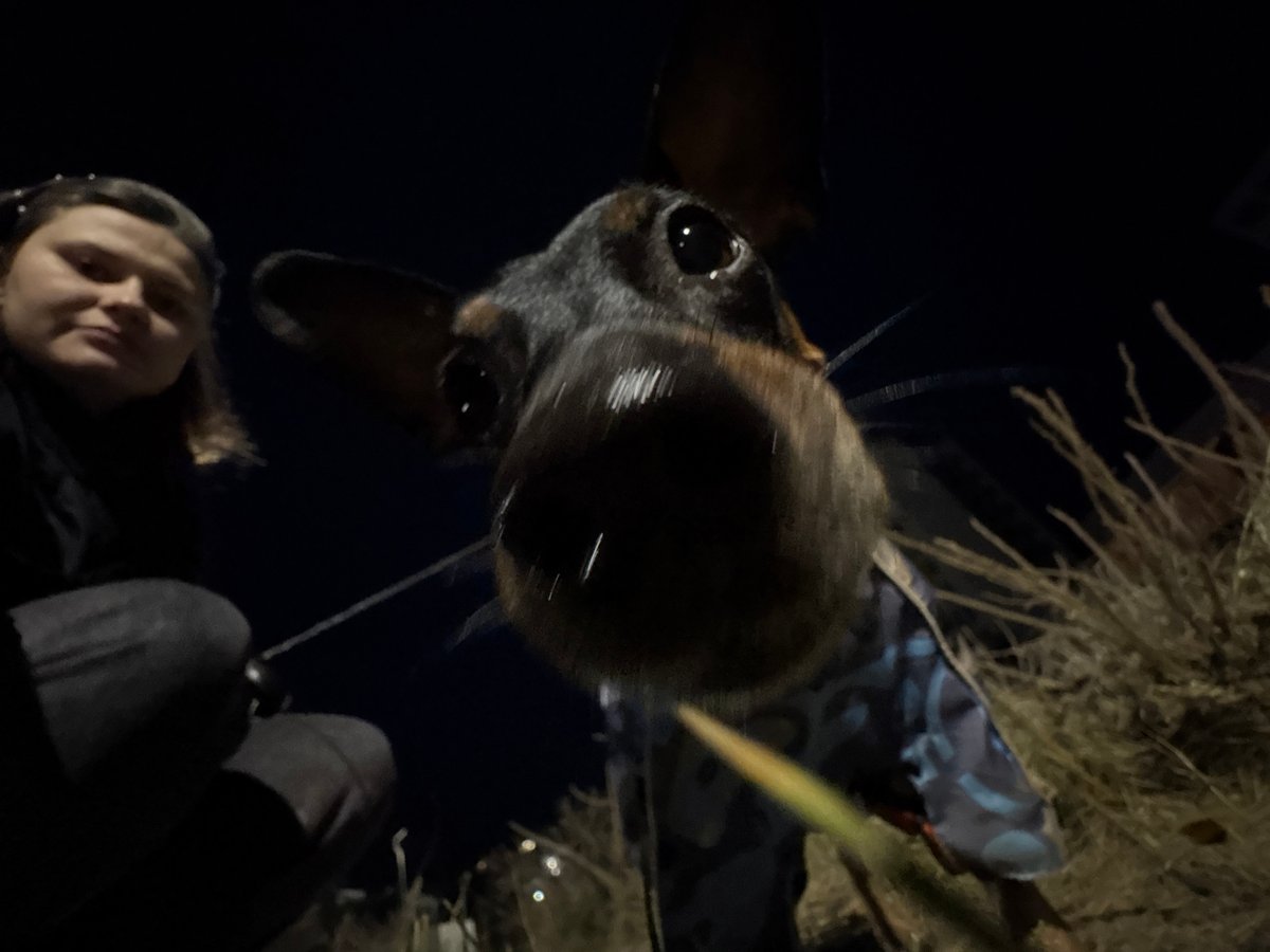 Family walks dachshund in cold Chaikovsky evening
