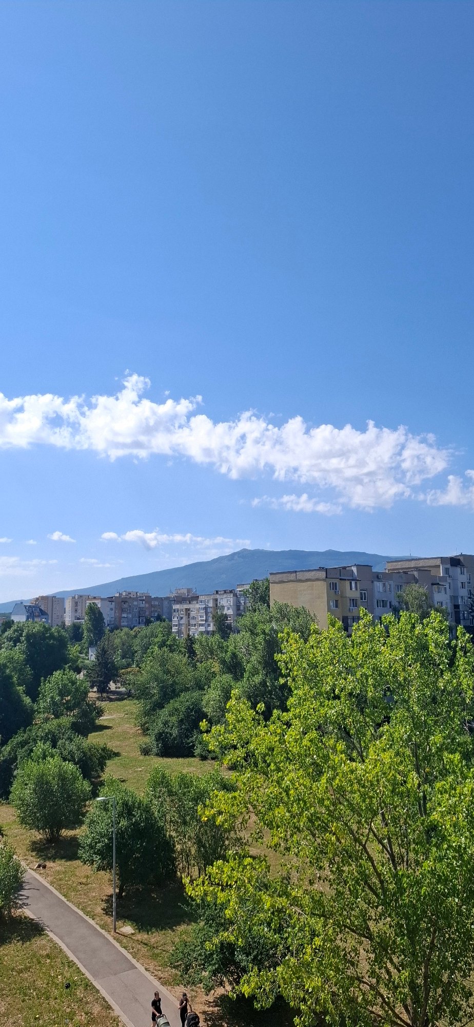 Sofia summer morning: city views, greenery, and a blooming carnation