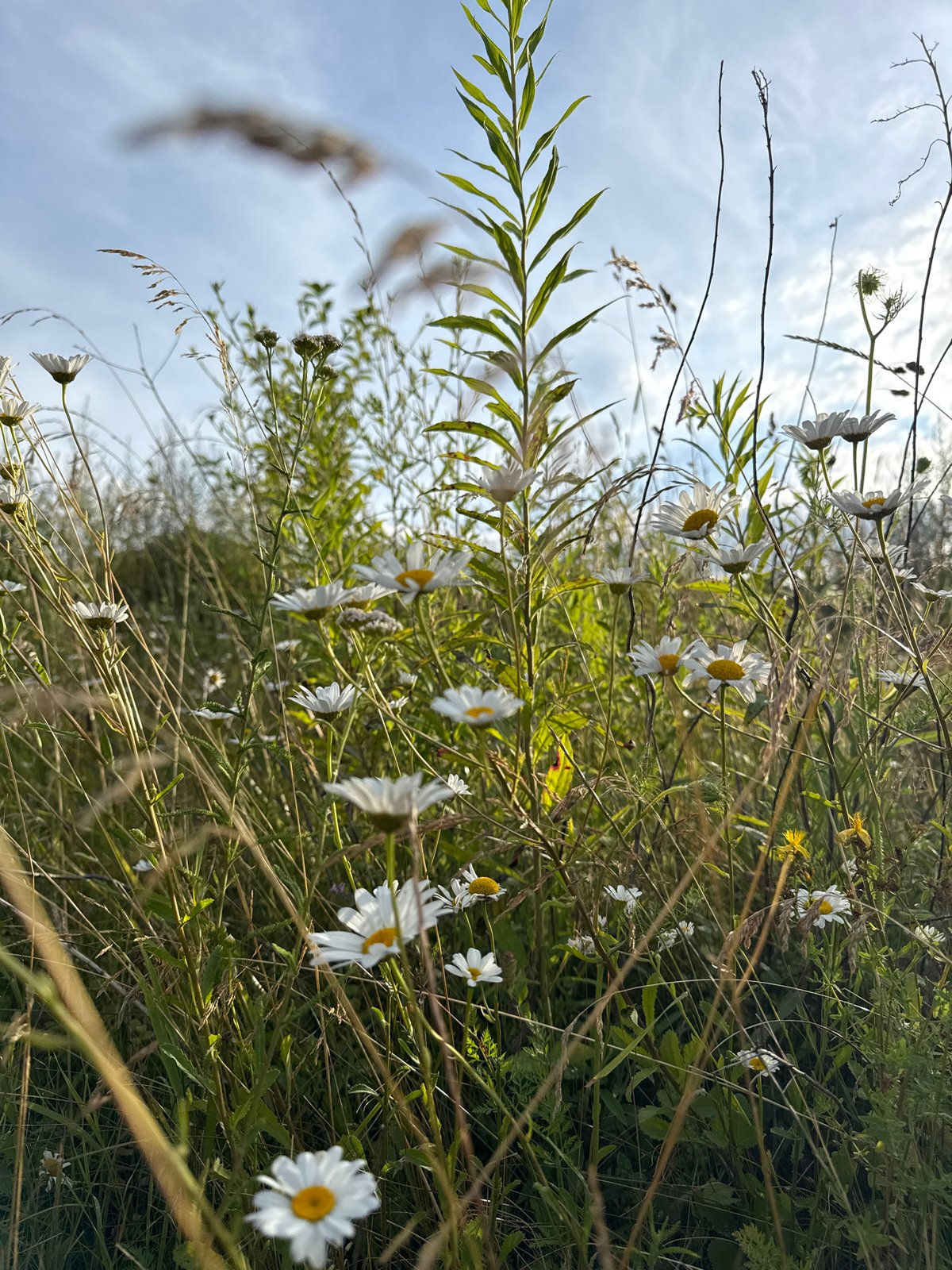 Forest walk with wildflowers, weathered bones, and canopy light