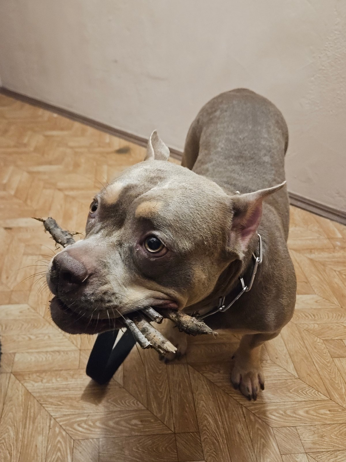 American Bully proudly holds branches indoors, head tilted up