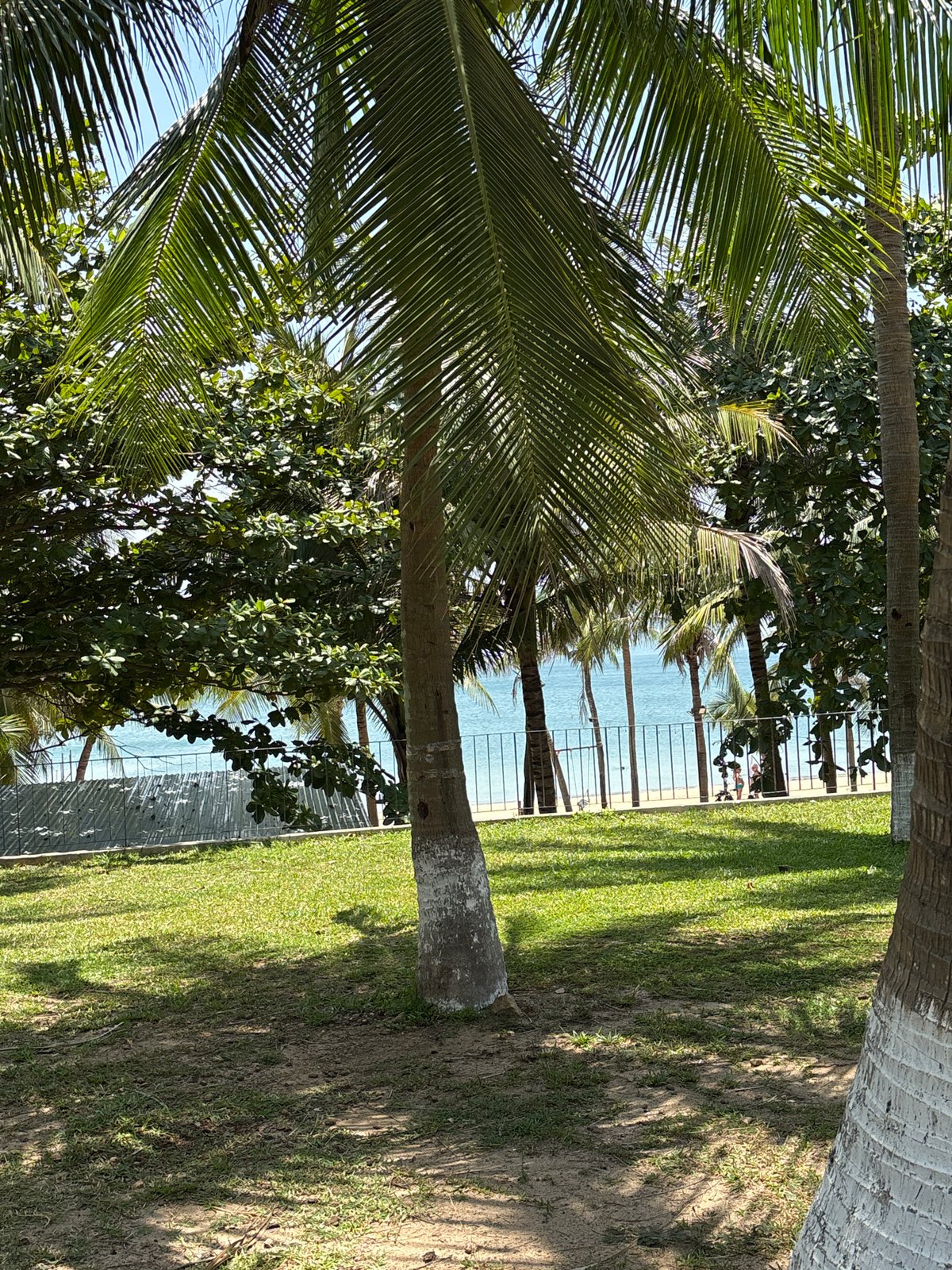 Palm tree landscape observed in Đà Nẵng, Vietnam