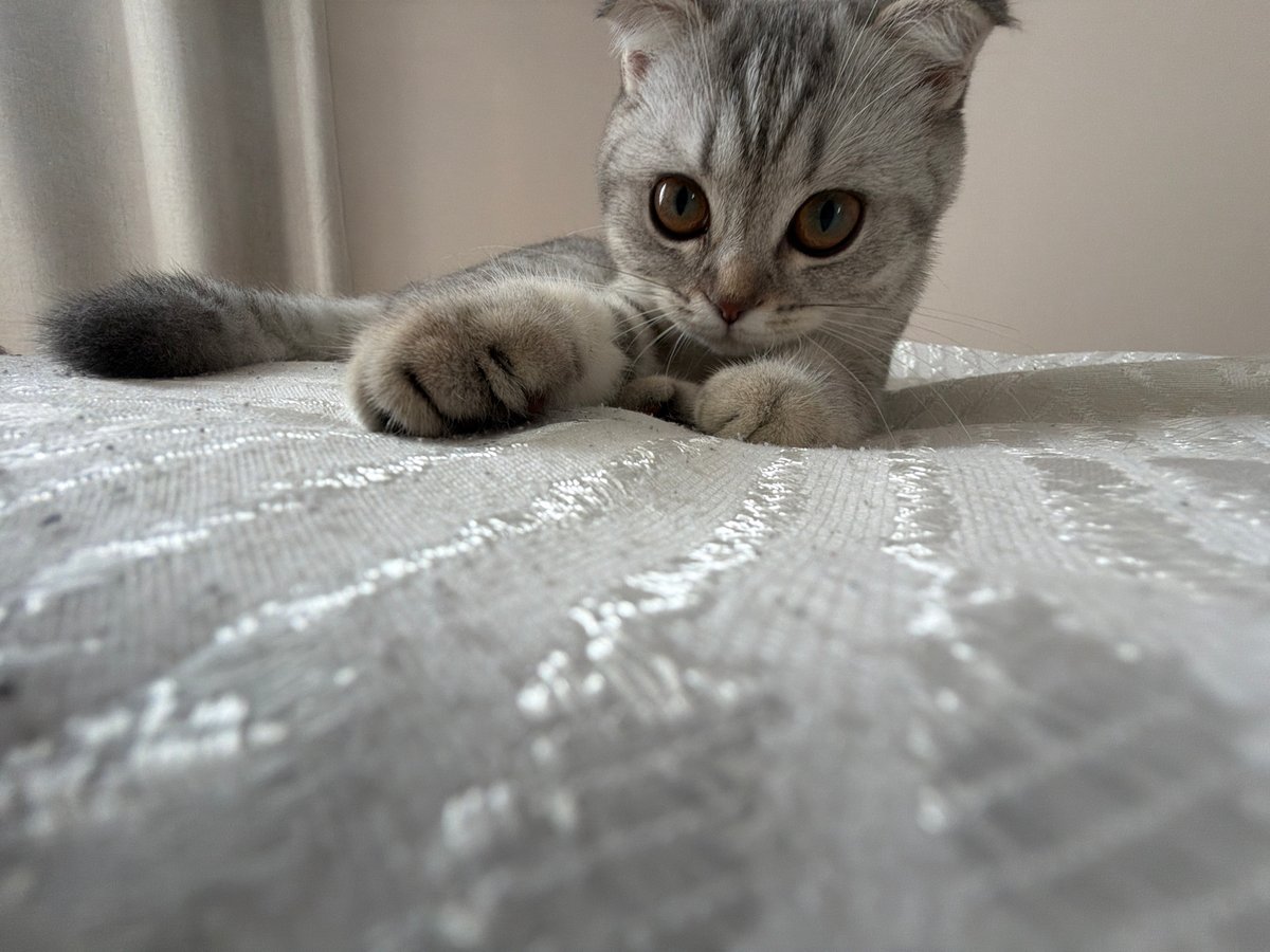 Curious cat spotted peeking upside down under textile in Plovdiv