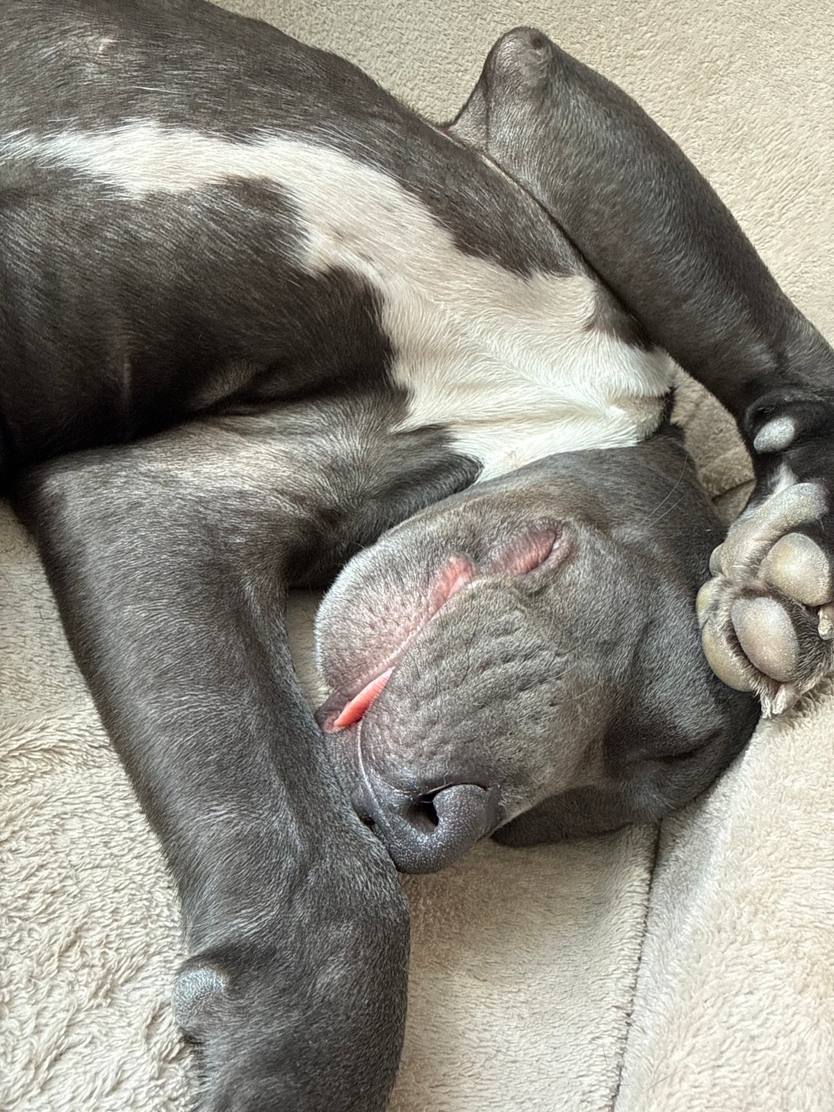 Dog rests on furniture in Varna home
