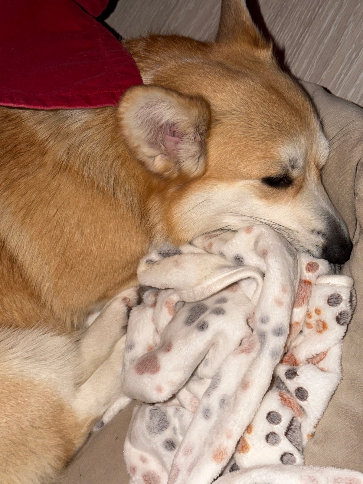 Dog sleeps peacefully on blankets in Chaikovsky home