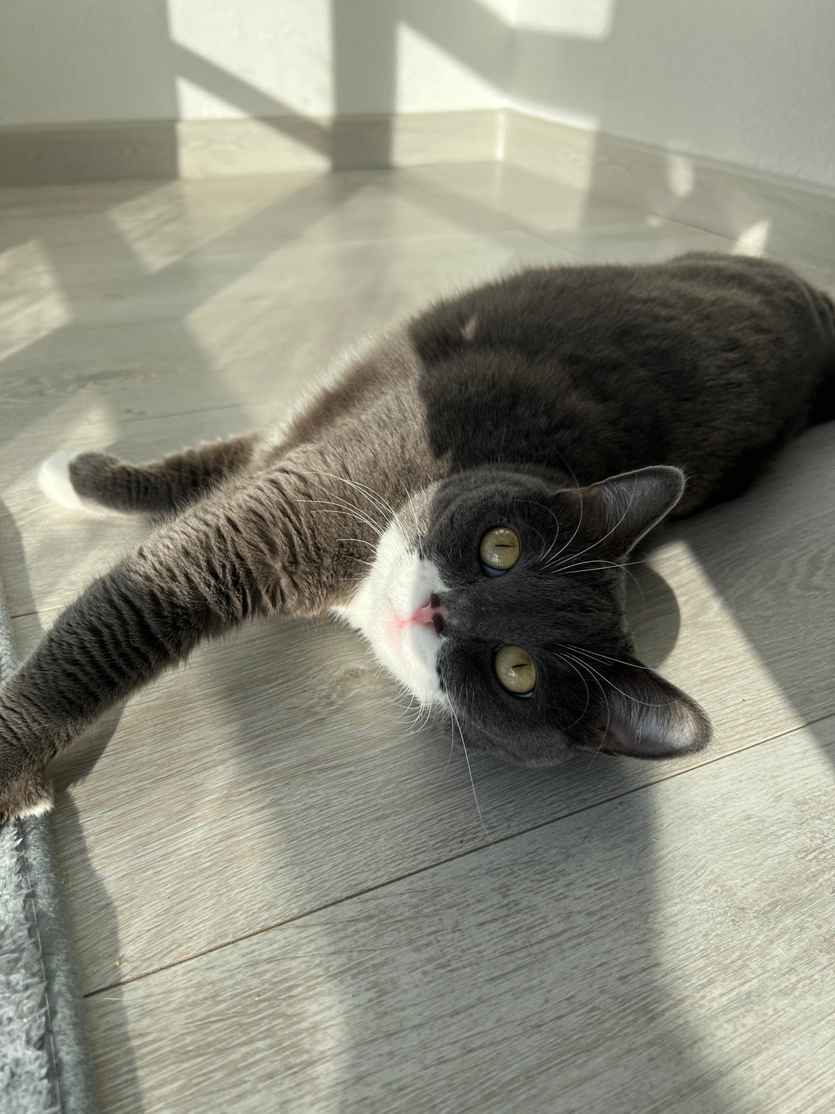 Quiet moments with cat and portraits captured in Tyumen