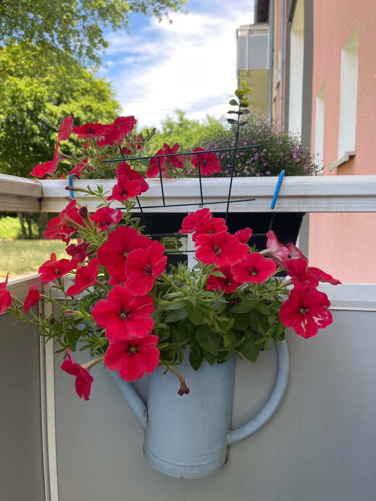 Red petunias in colorful balcony planters, shot up close