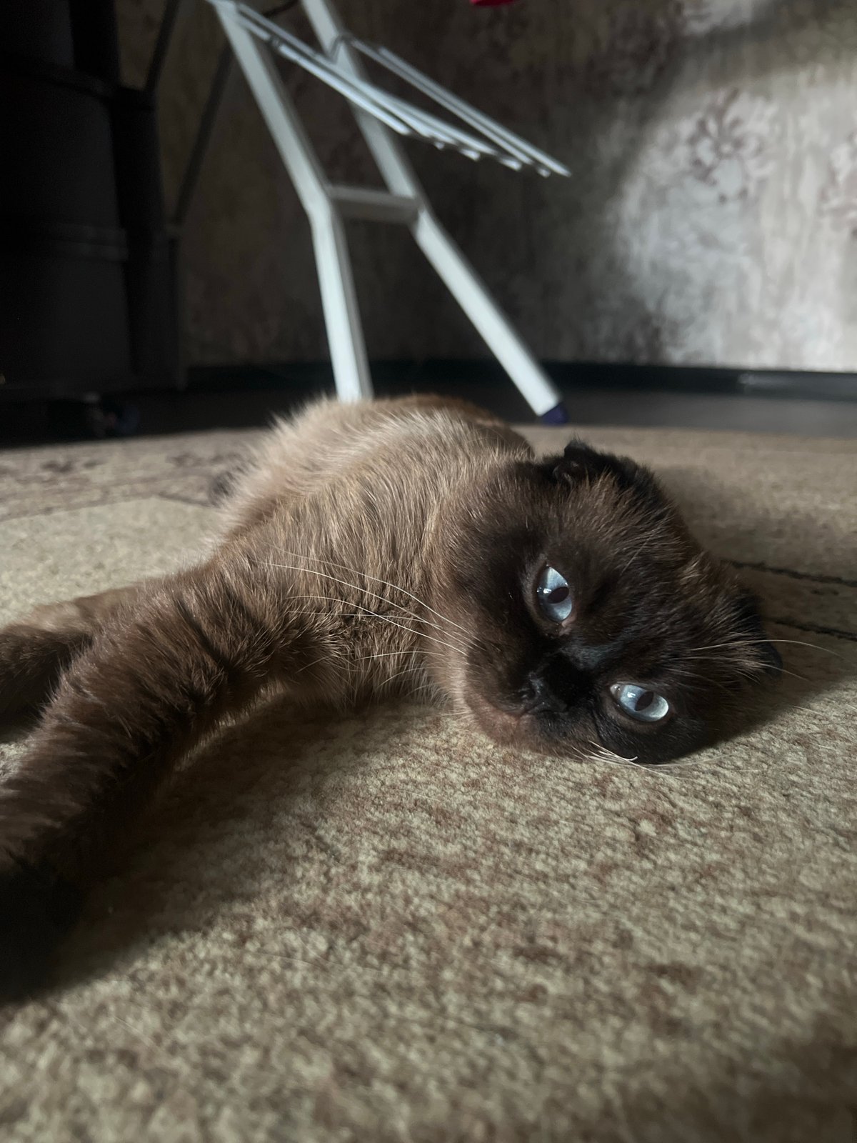 Siamese cat relaxes on carpet, two angles