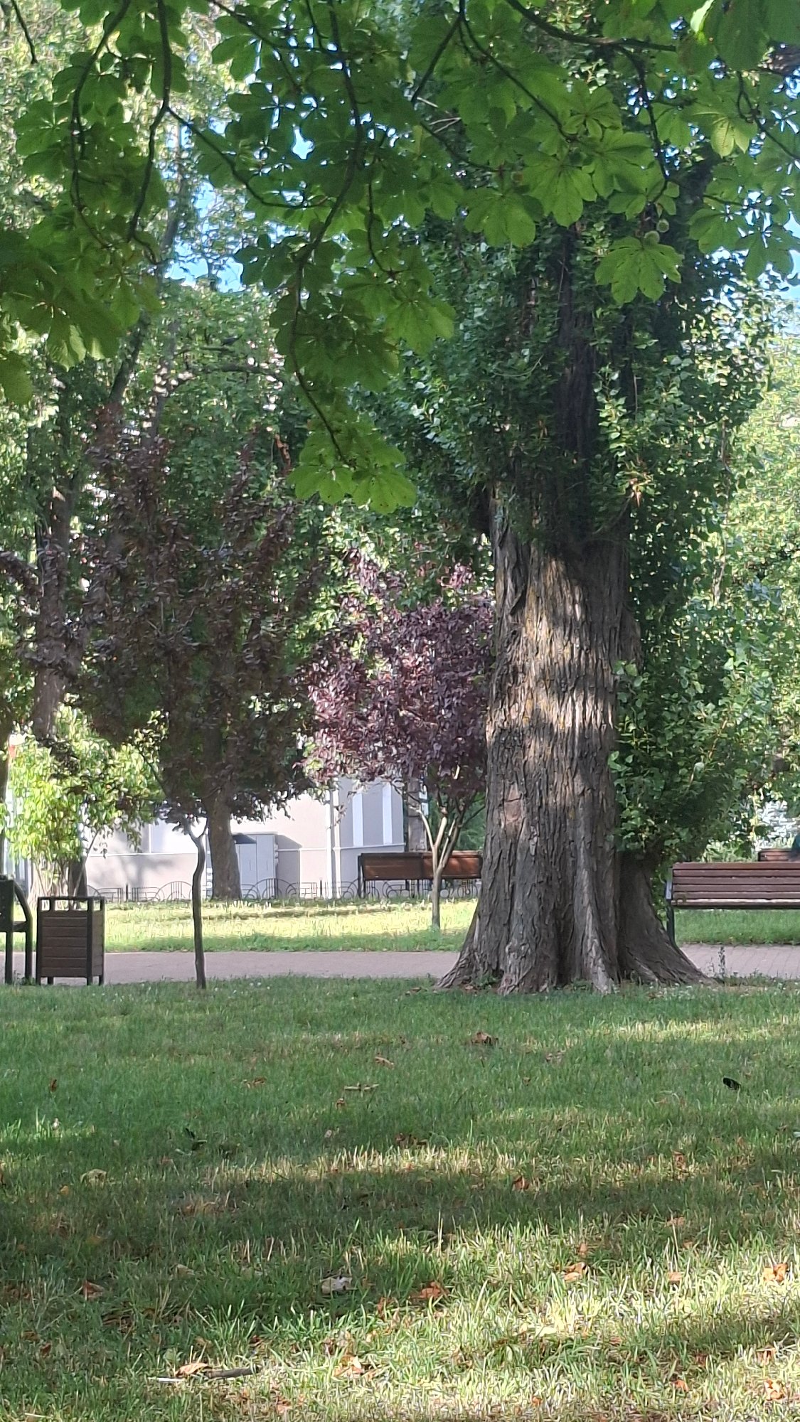 Afternoon stroll through a leafy urban park with a terrier