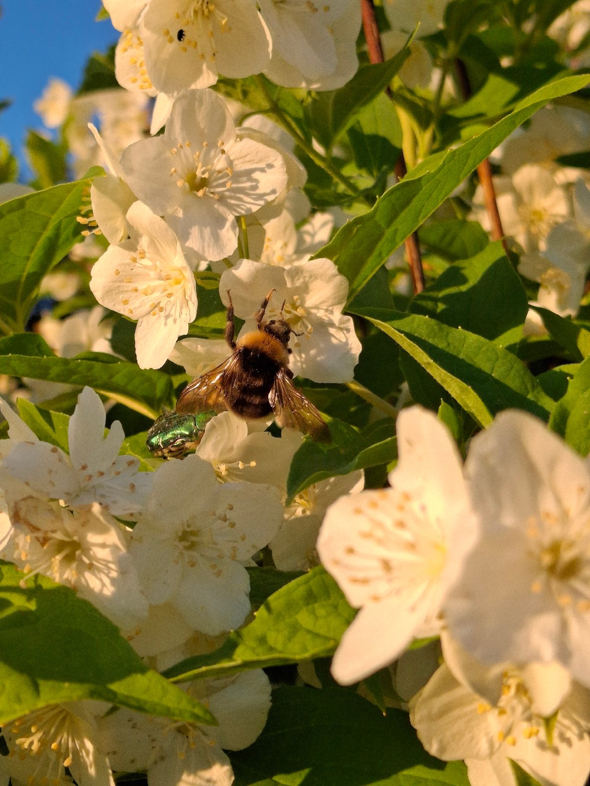 Afternoon flowers and sunset scenes documented in Chaikovsky, Russia