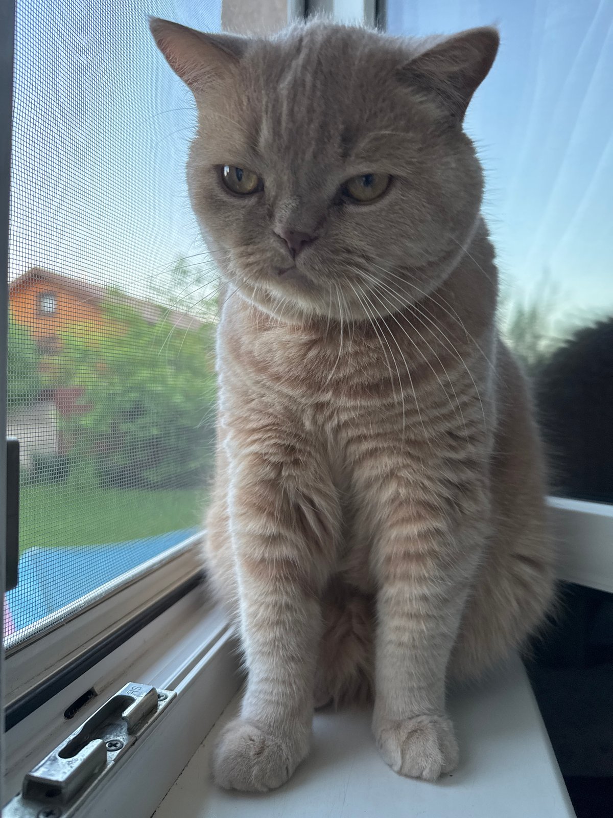 Cat spends afternoon windowsill watching, eating during study session