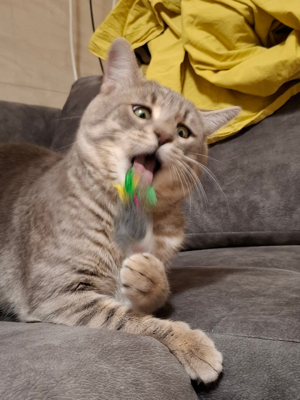 Tabby cat photographed playing and resting indoors over 14 minutes