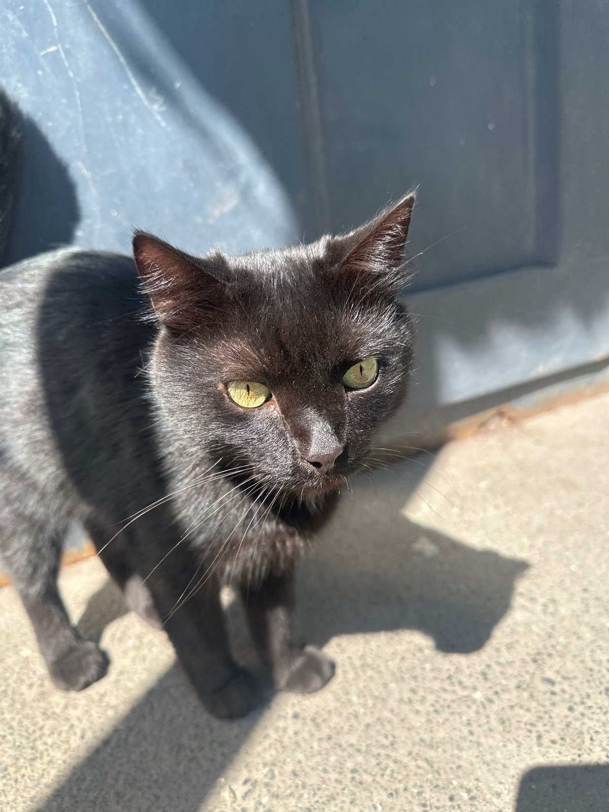 Cats around Togliatti — windowsill Sphynxes and outdoor strays