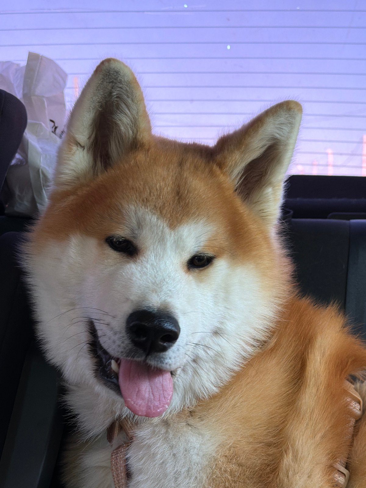 Pink-haired woman travels with Akita dog in Chaikovsky, Russia