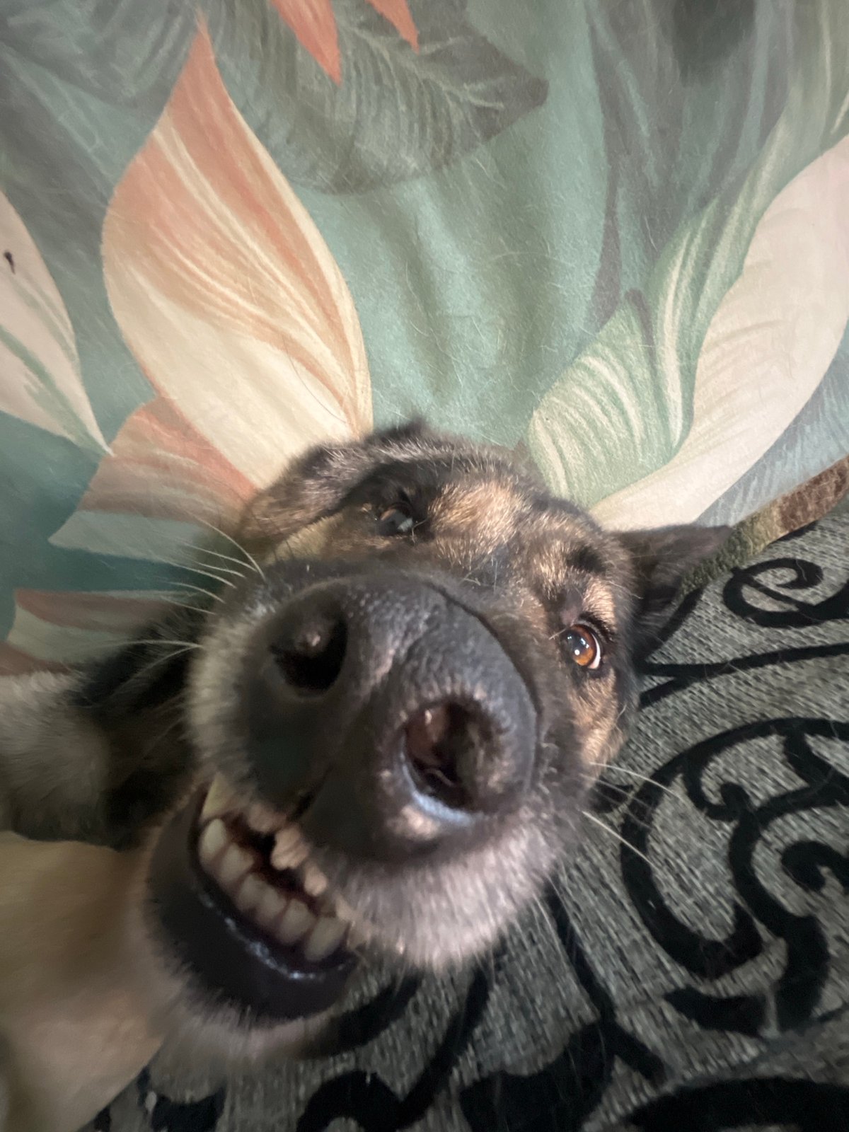 German Shepherds goofing around on the couch at home