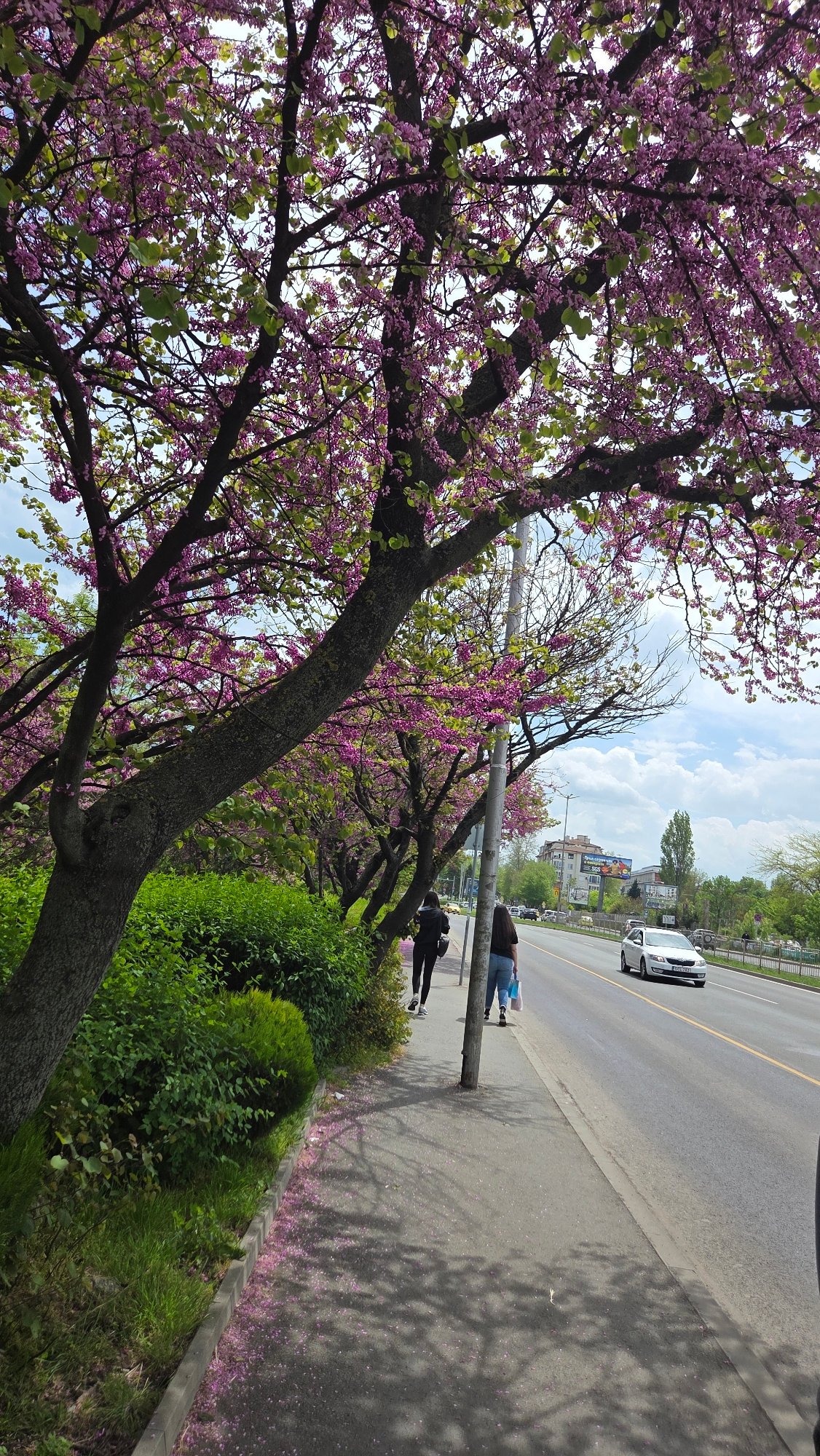 Spring morning captures: street blooms, lounging cat, notebook doodles, anatomy lesson