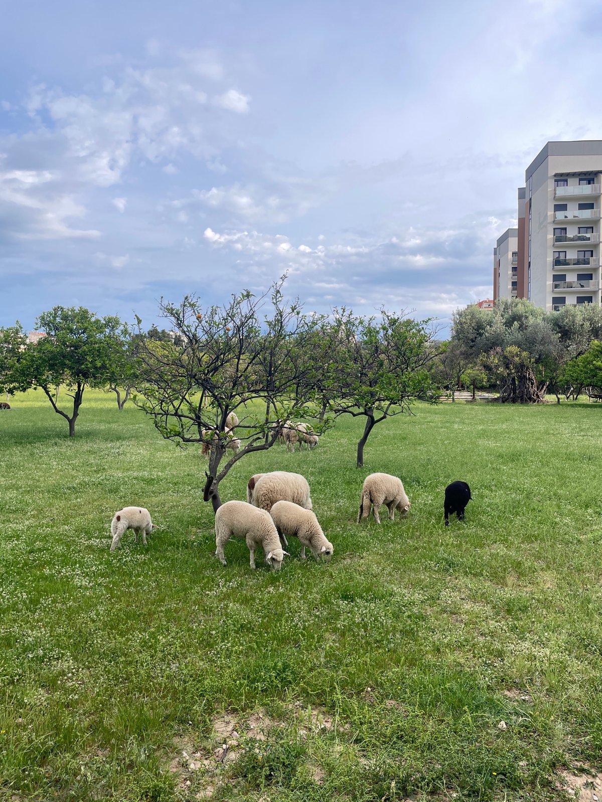 Sheep flock grazes in urban field in Bar, Montenegro
