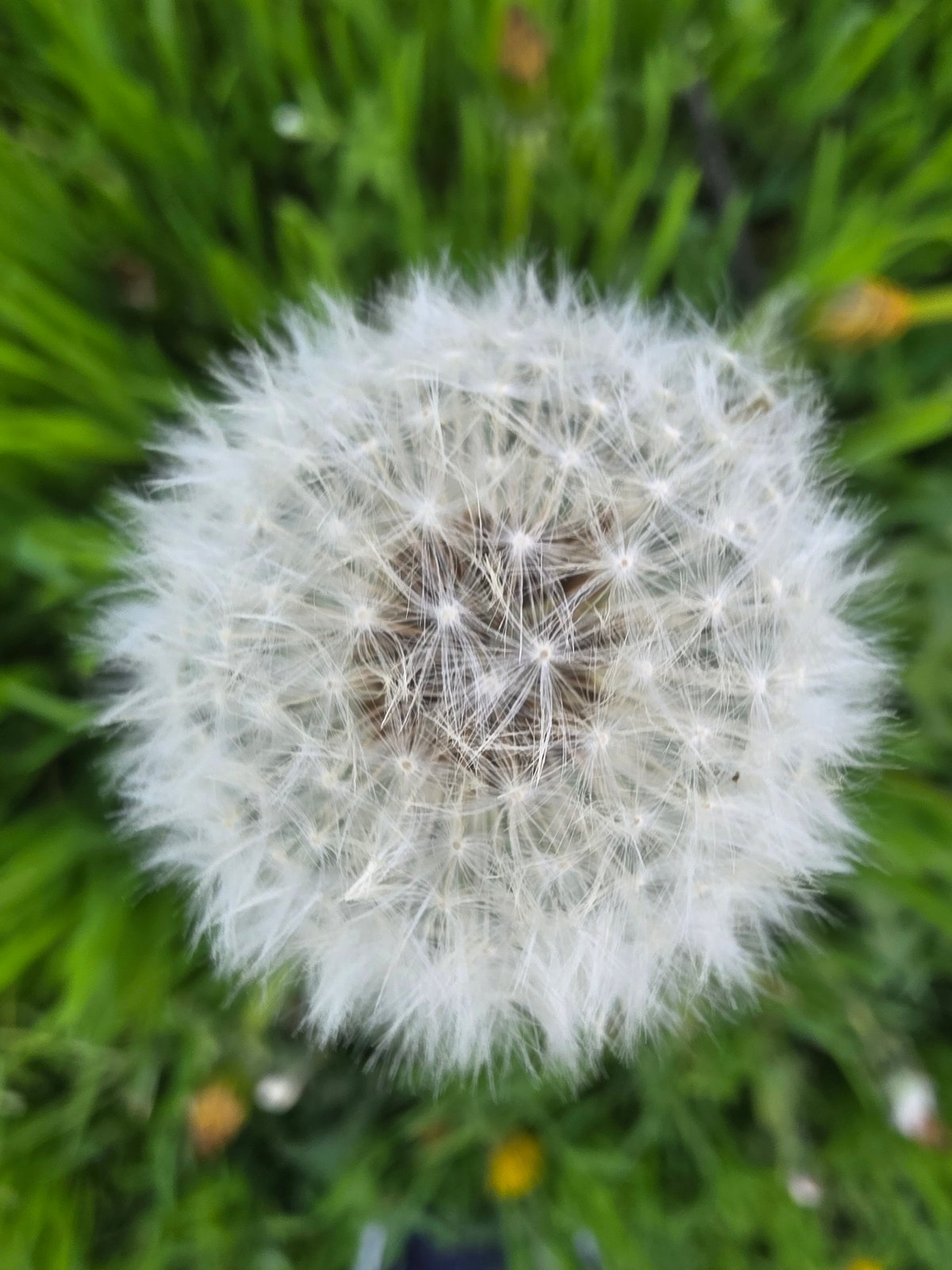 Spring dandelions bloom in Sofia city park