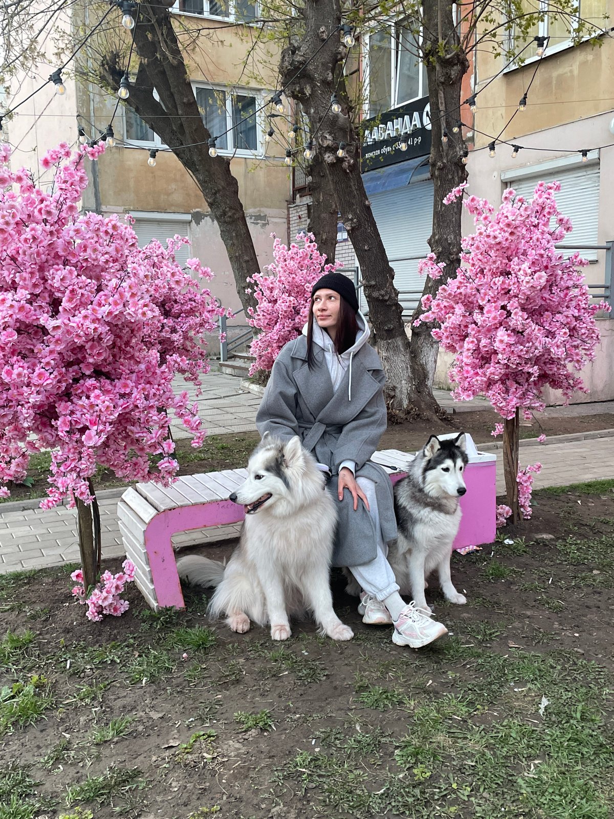 Woman sits with two dogs on bench among cherry blossoms
