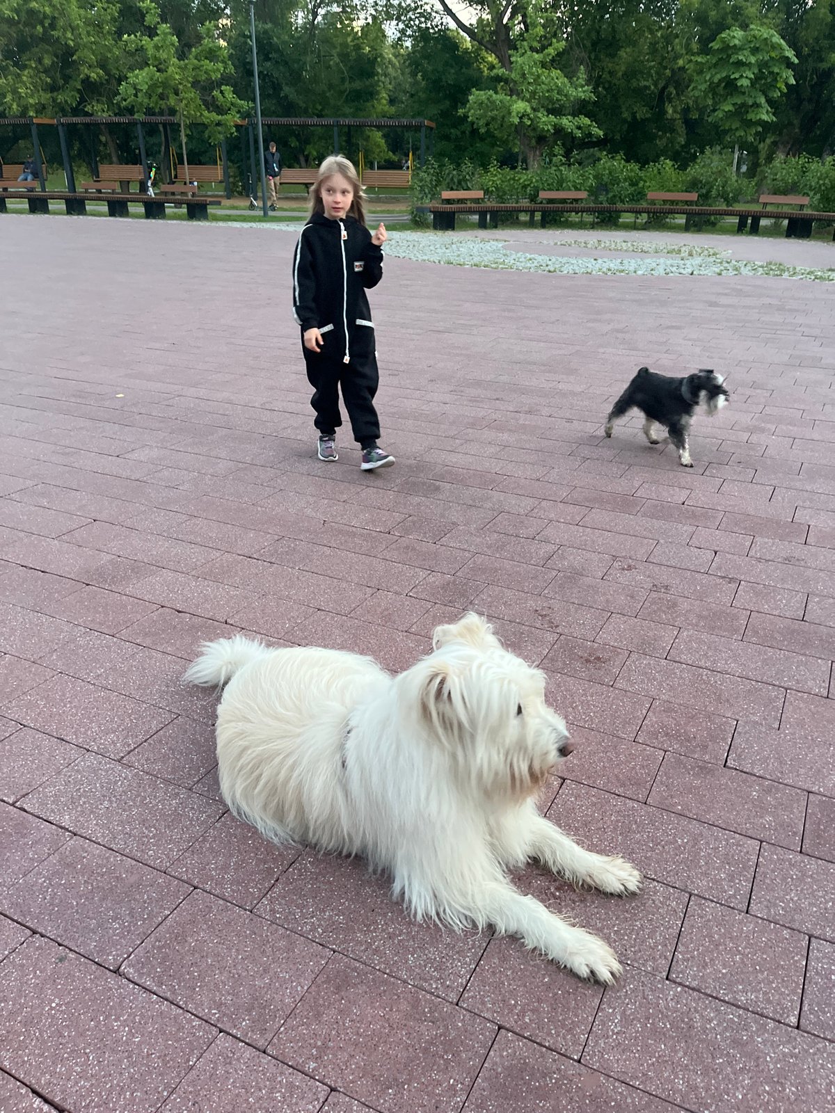 Evening in a Moscow park: dogs, wet flowers, and lamplit water