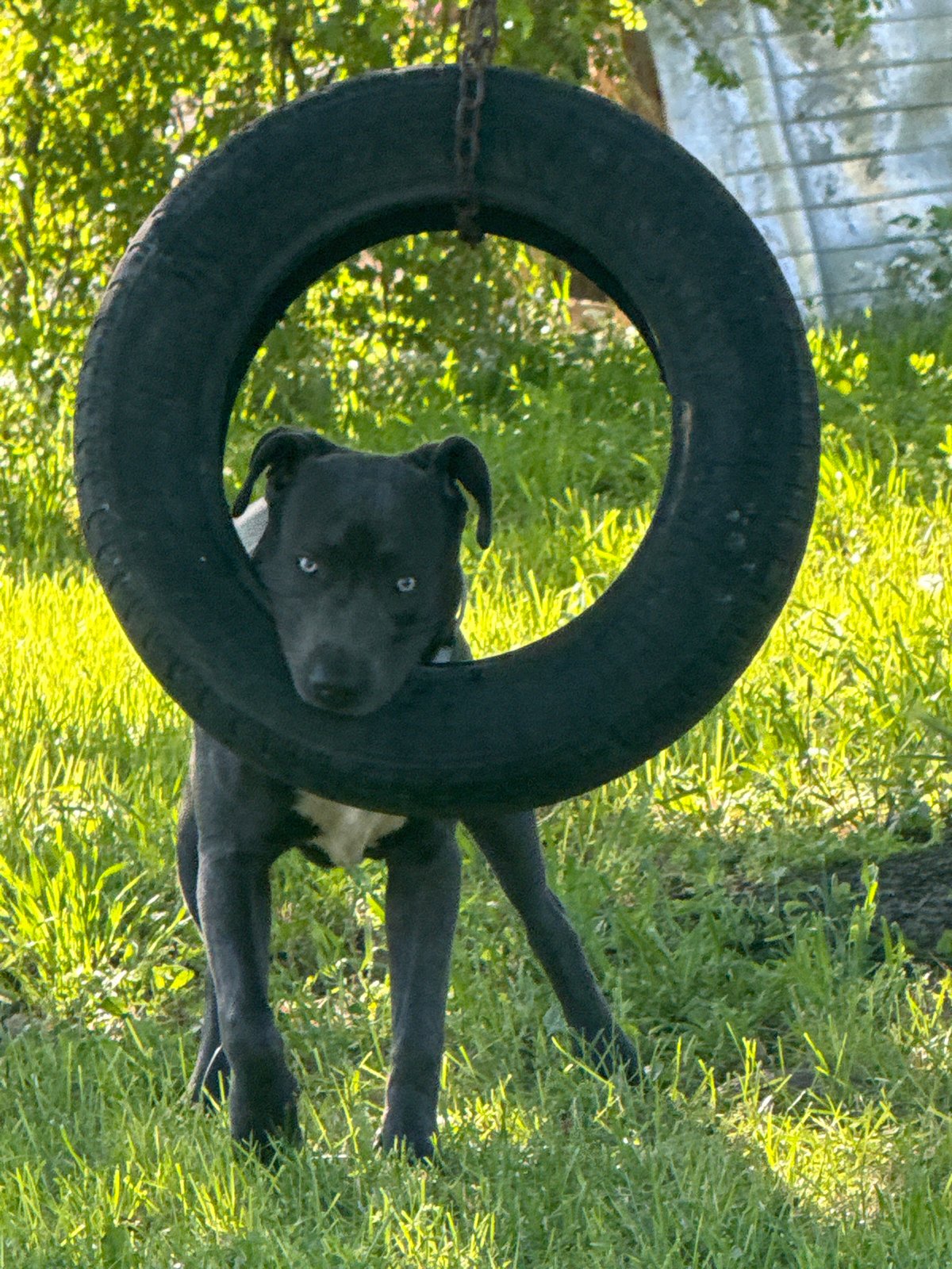 Morning dog sightings documented across Zornitsa, Bulgaria village