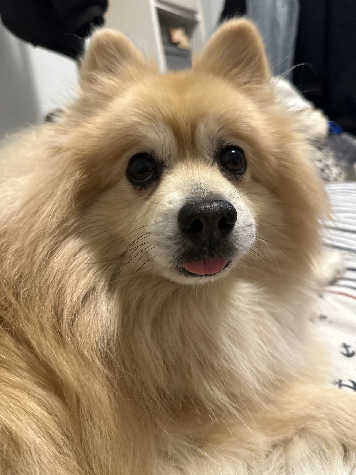 Pomeranian dog photographed in casual indoor moments in Dimitrovgrad