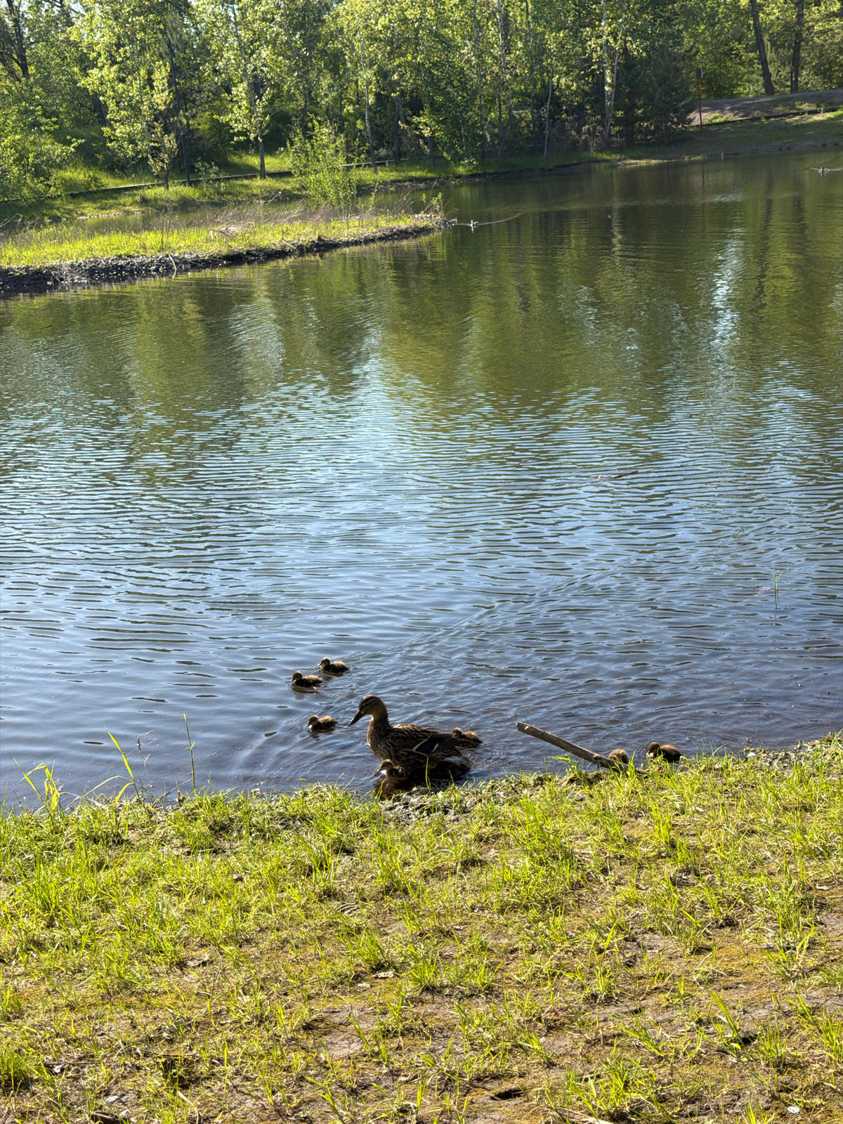 Duck family spotted at Krasnoyarsk pond during morning hours