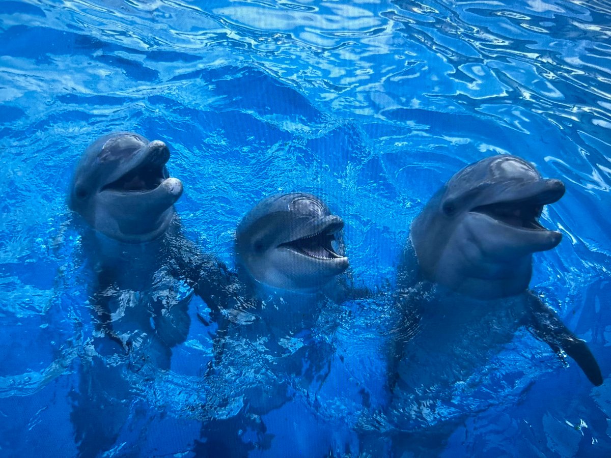 Global wildlife snapshots — elephants, giraffes, dolphins, penguins and more