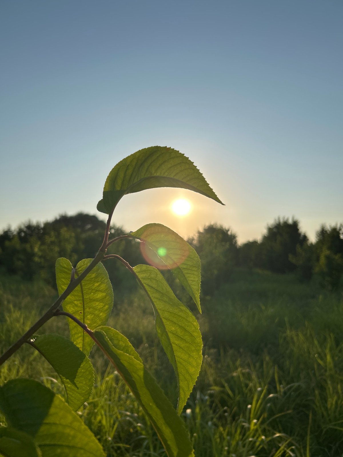Golden hour through grass and leaves in rural Azerbaijan