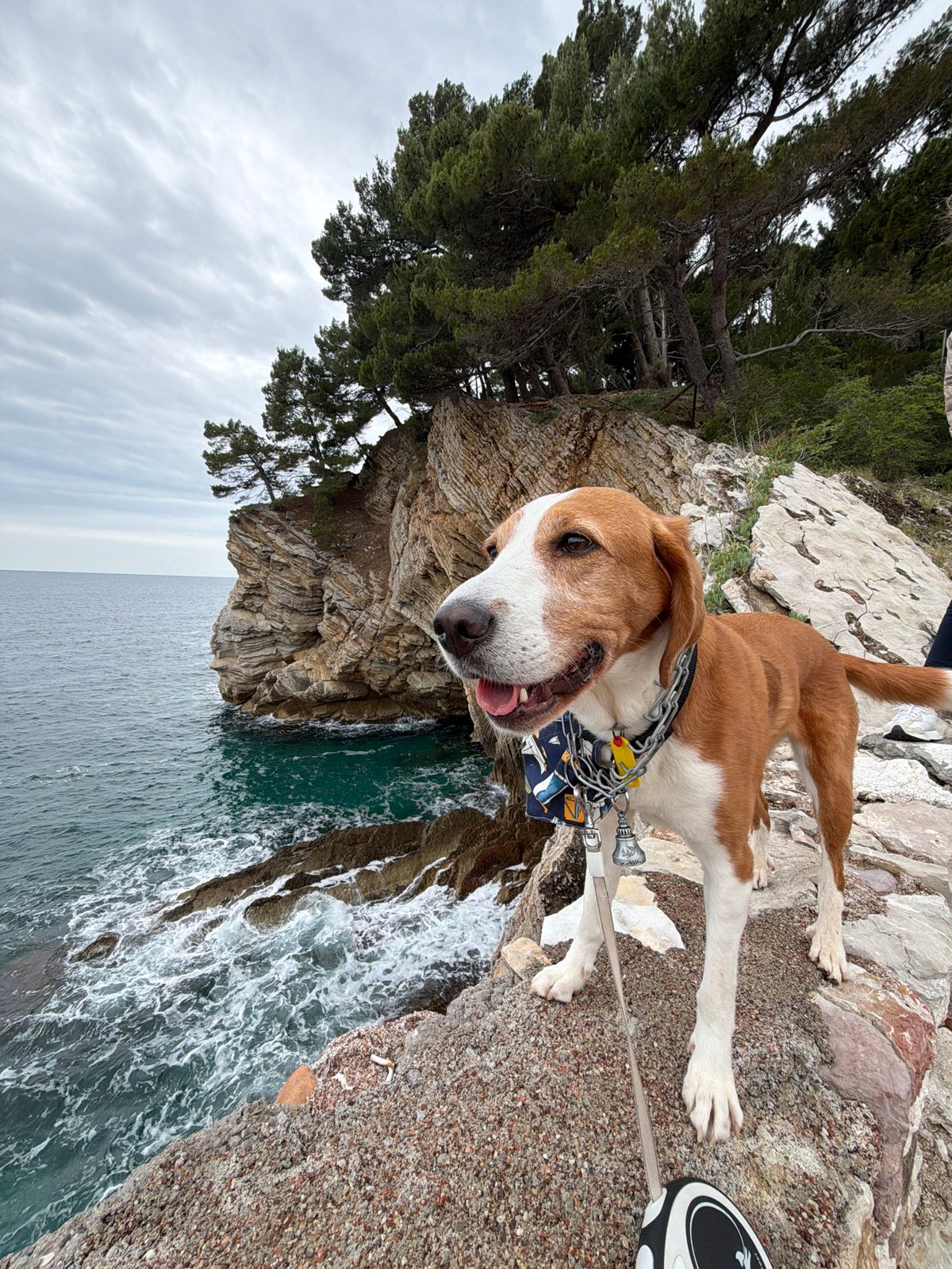 Morning coastal walk with dog captured in Petrovac, Montenegro
